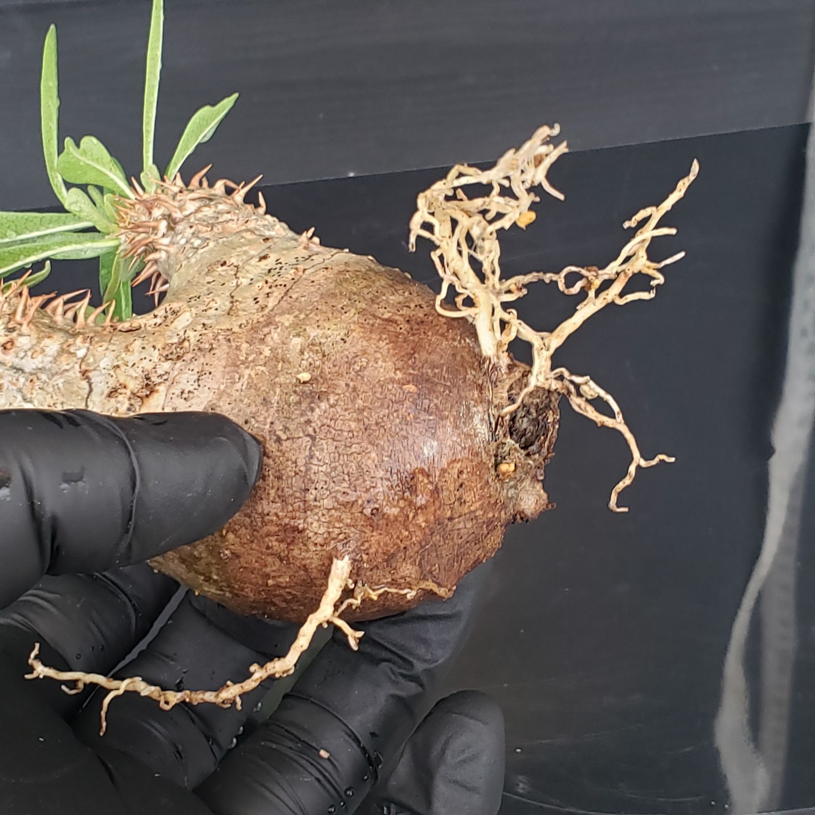 パキポディウム 不明種 Pachypodium V247【自社養生発根株】Pachypodium 品種不明株（SS）（現地球