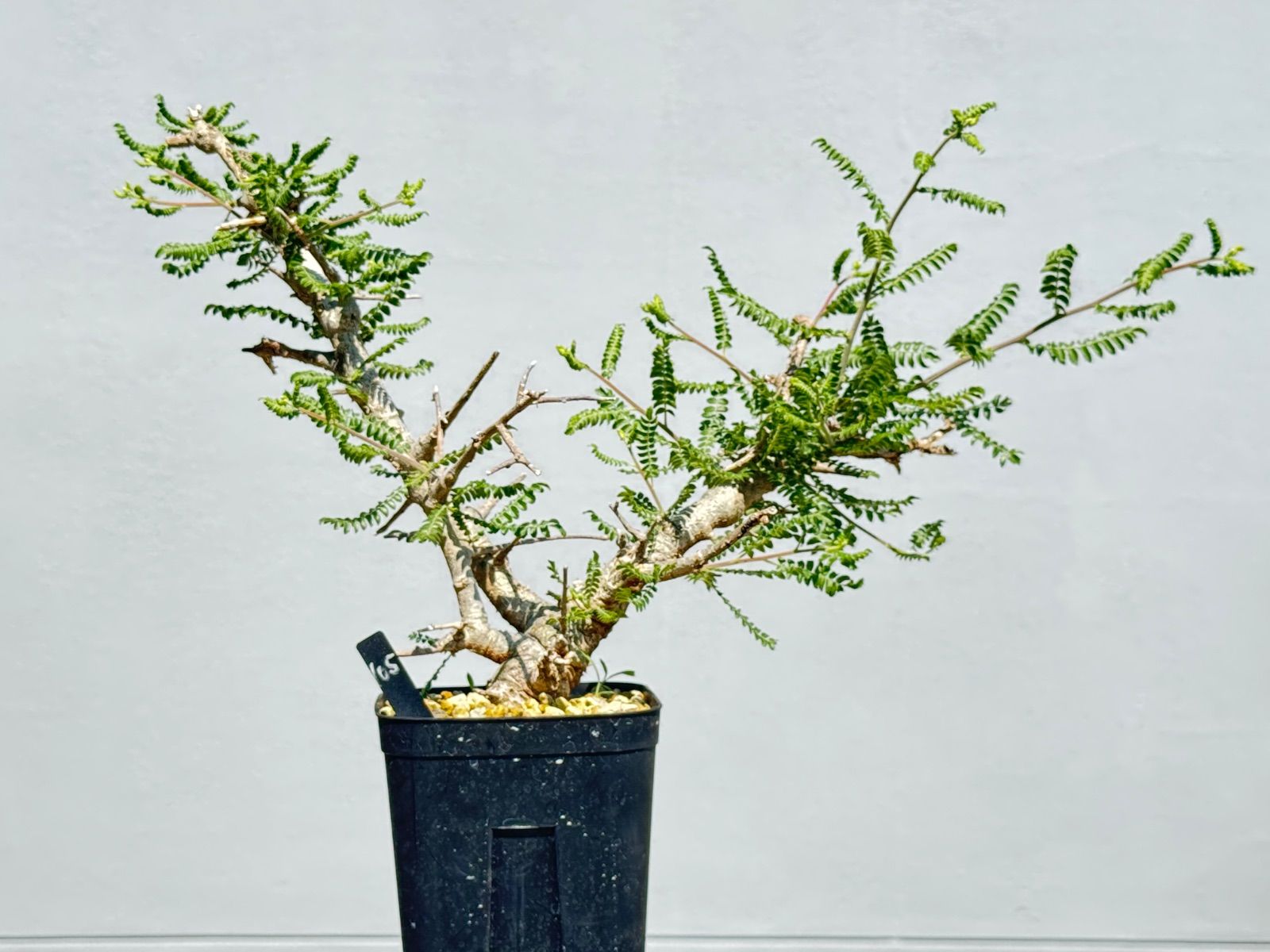 ボスウェリア ネグレクタ 現地球 発根済み 明日まで値下げ中です‼️ RAFLUMコレクション】ボスウェリア ネグレクタ 【現地球/発根済み