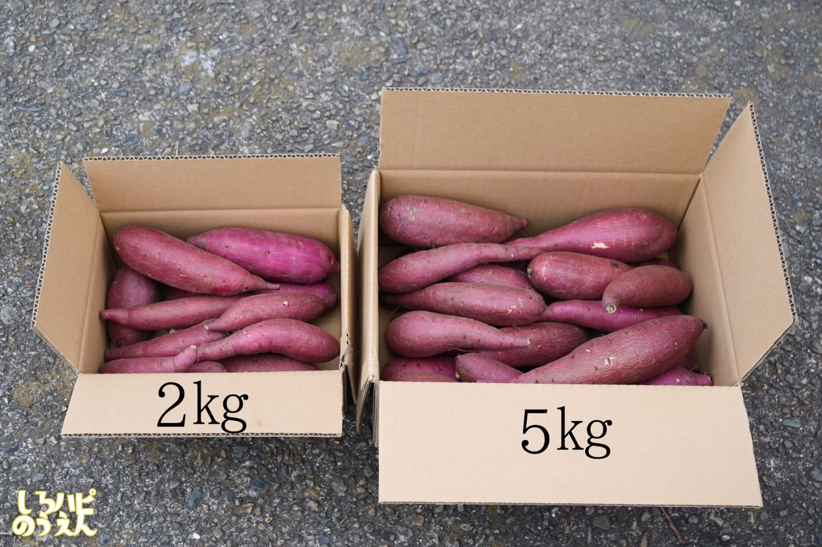 追熟シルクスイート　しろハピ農園　SS〜Mサイズ(約2kg　さつまいも　栽培期間中農薬不使用　メルカリ