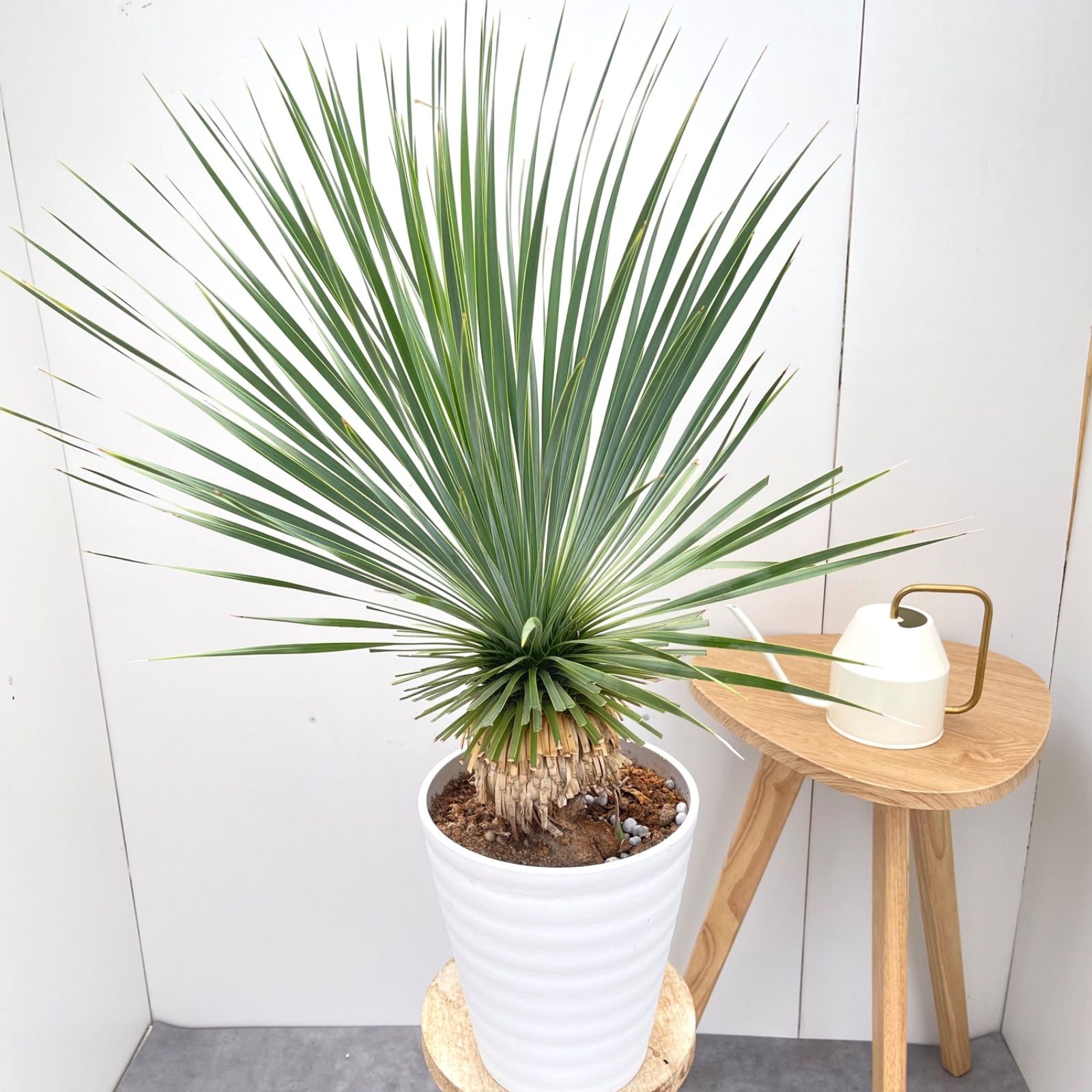ユッカ ロストラータ サファイアスカイズ 8【現品】 ☆希少☆ 観葉植物