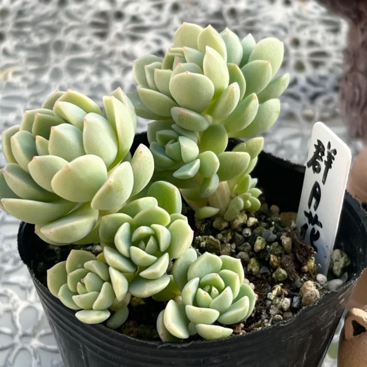 多肉植物 ☘️ 群月花 群生苗 抜き苗 - メルカリ