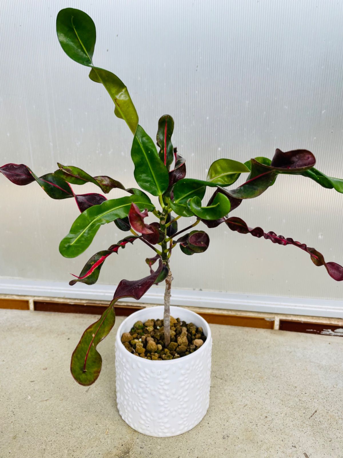 人気の福袋 素敵でユニークな 新品 未使用 クロトン 鉢ごと 螺旋葉 植物 観葉植物 Emprendimiento Udd Cl Emprendimiento Udd Cl 人気の福袋 素敵でユニークな 新品 未使用 クロトン 鉢ごと 螺旋葉 植物 観葉植物 Emprendimiento Udd Cl Emprendimiento Udd Cl