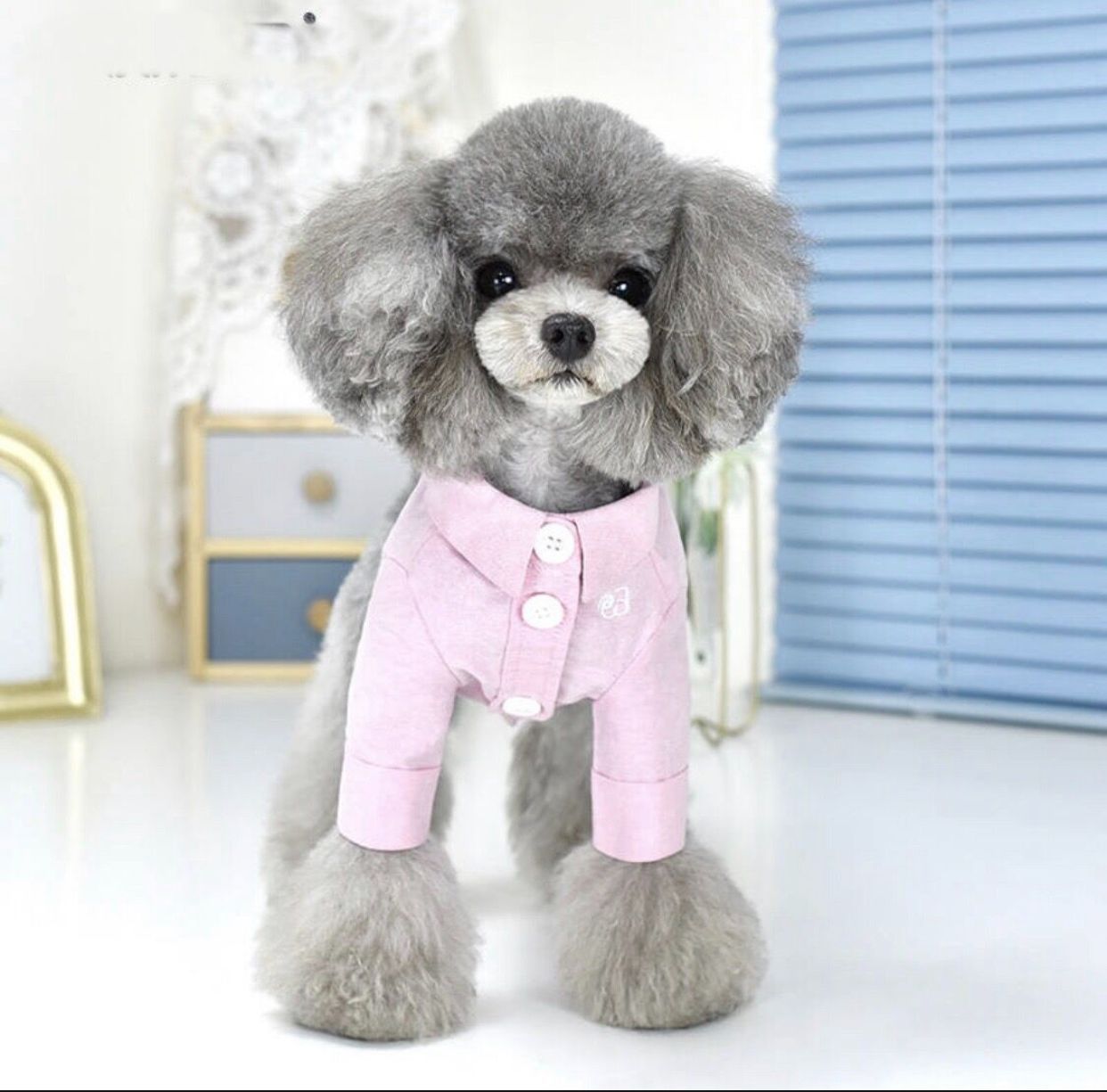 RIOSTUDIO 犬服 春夏 【日本初上陸】 PEEKAPOODLE 犬服 春夏 犬