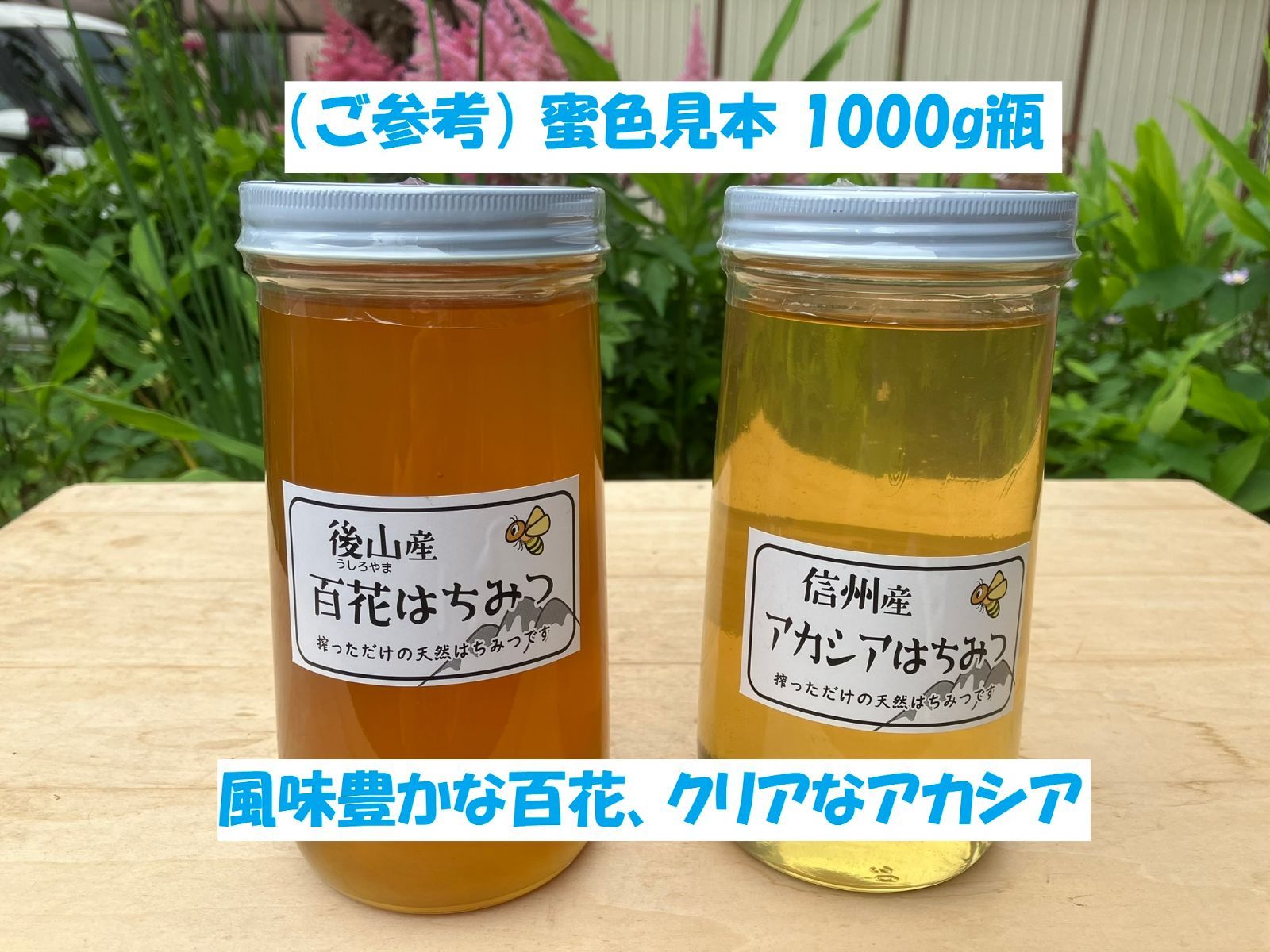 国産蜂蜜 アカシア蜜 1000g 長野県産 生はちみつ 純粋ハチミツ 6-27T