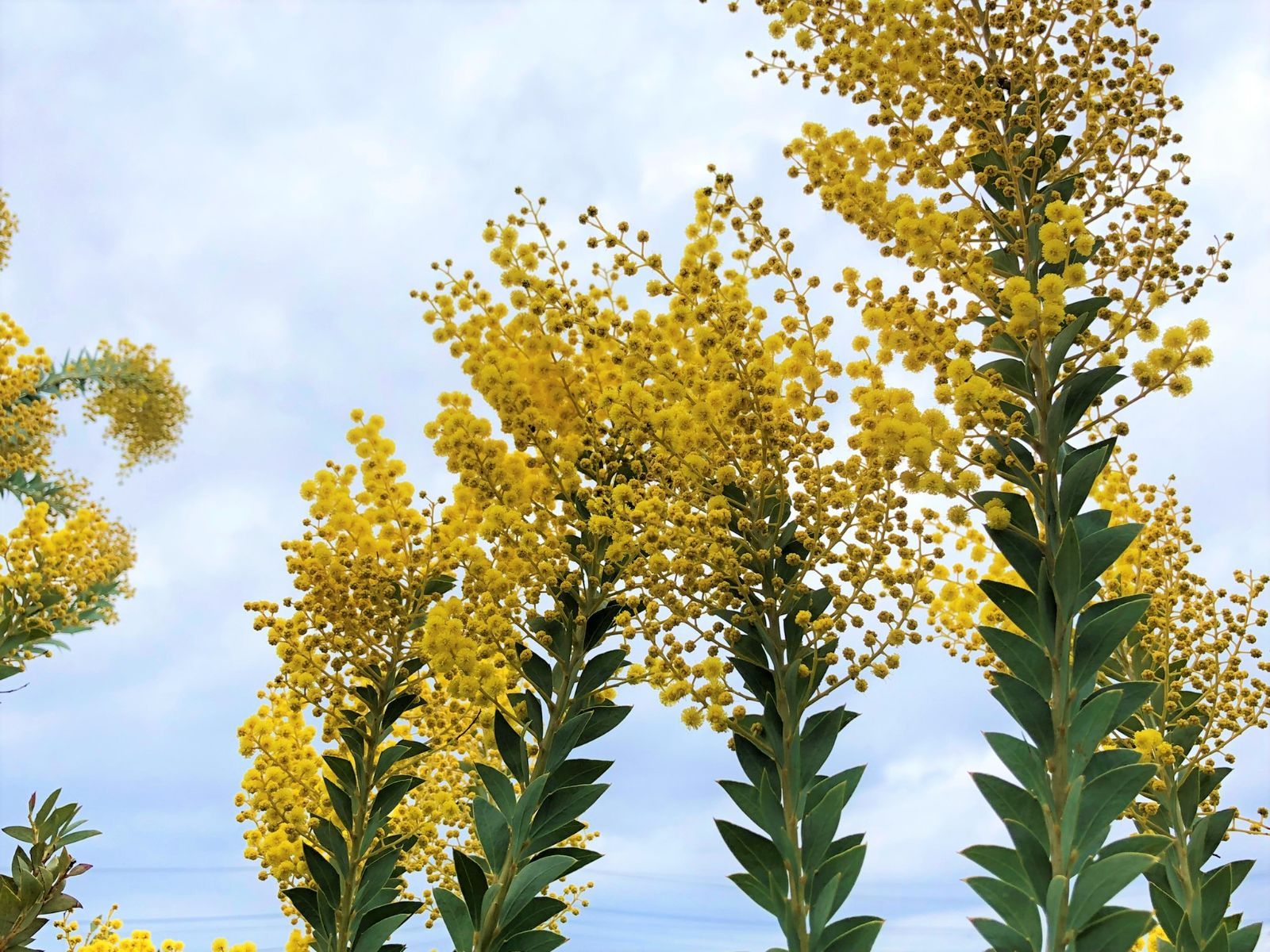 ご予約終了致しました　✾ミモザアカシア　生花✾ 　箱サイズ（３辺合計）140cm 生花】ミモザ(アカシア)【黄/50cm/静岡県】｜Flower Smith