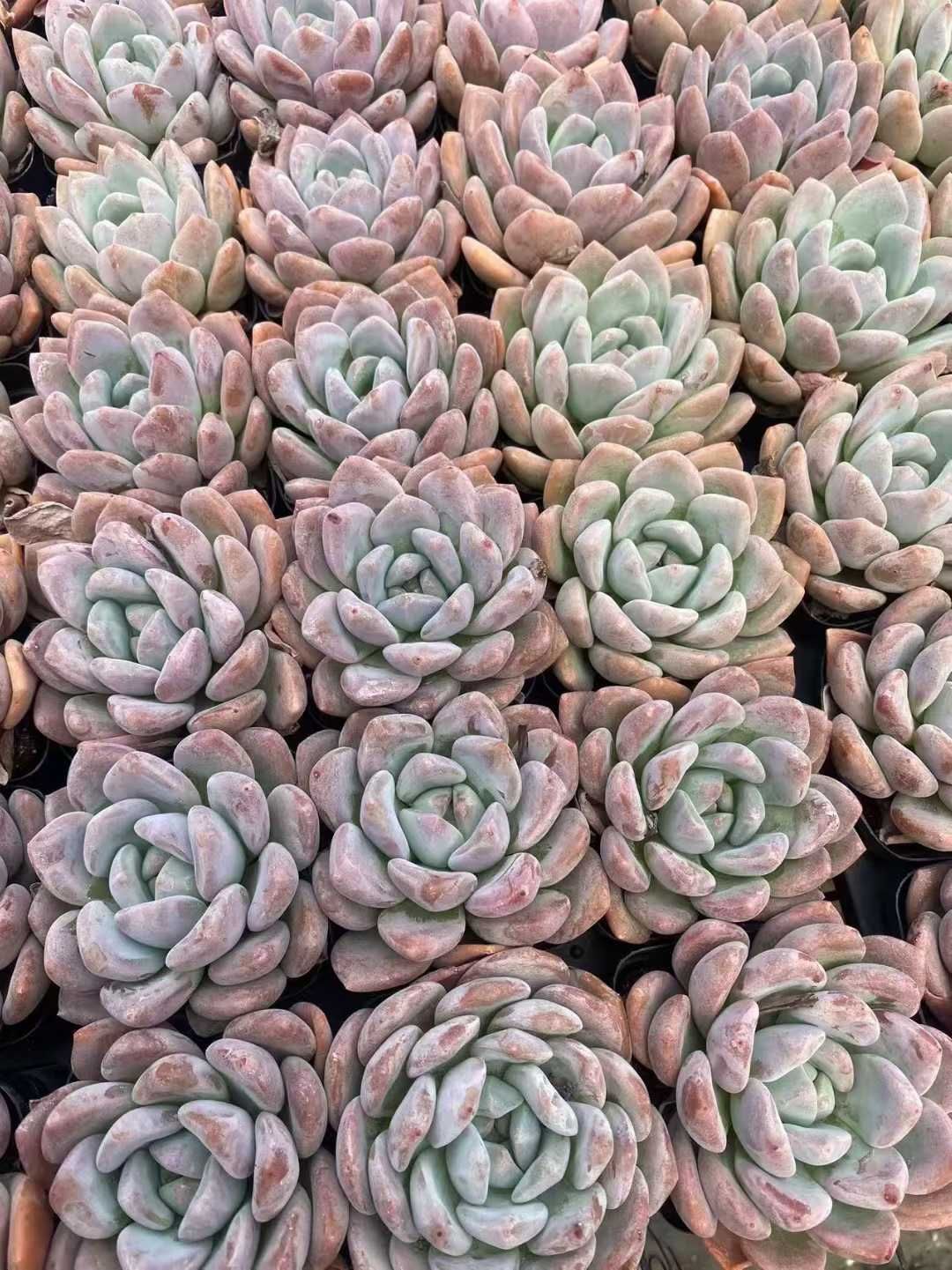 韓国苗　フリルスヨン　　　抜き苗 韓国苗 フリルスヨン 抜き苗