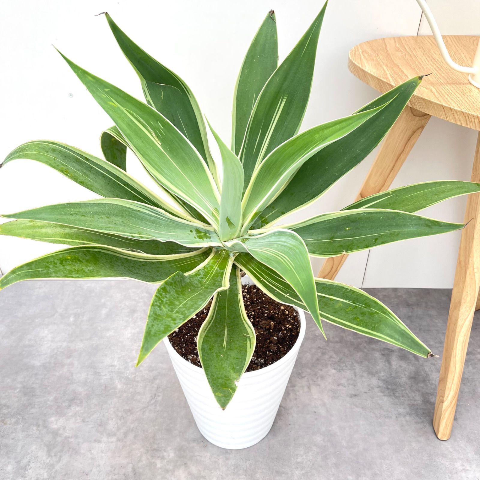 アガベ　アテナータ　斑入り アガベ アテナータ 斑入り 7号 - 植物と暮らす m-plant