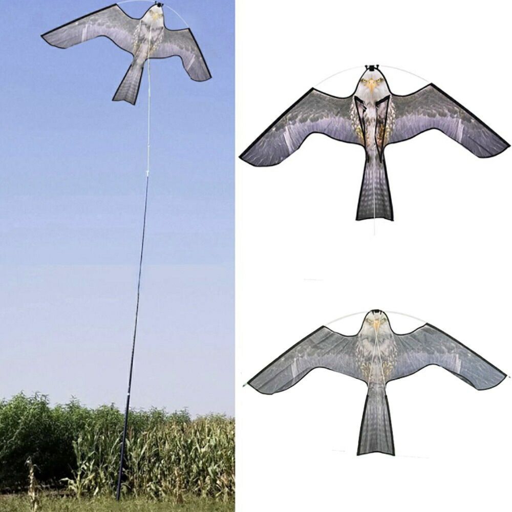 真作/春華/五言絶句/書/春眠不覚暁・・・/布袋屋掛軸HJ-788 KAZAMA