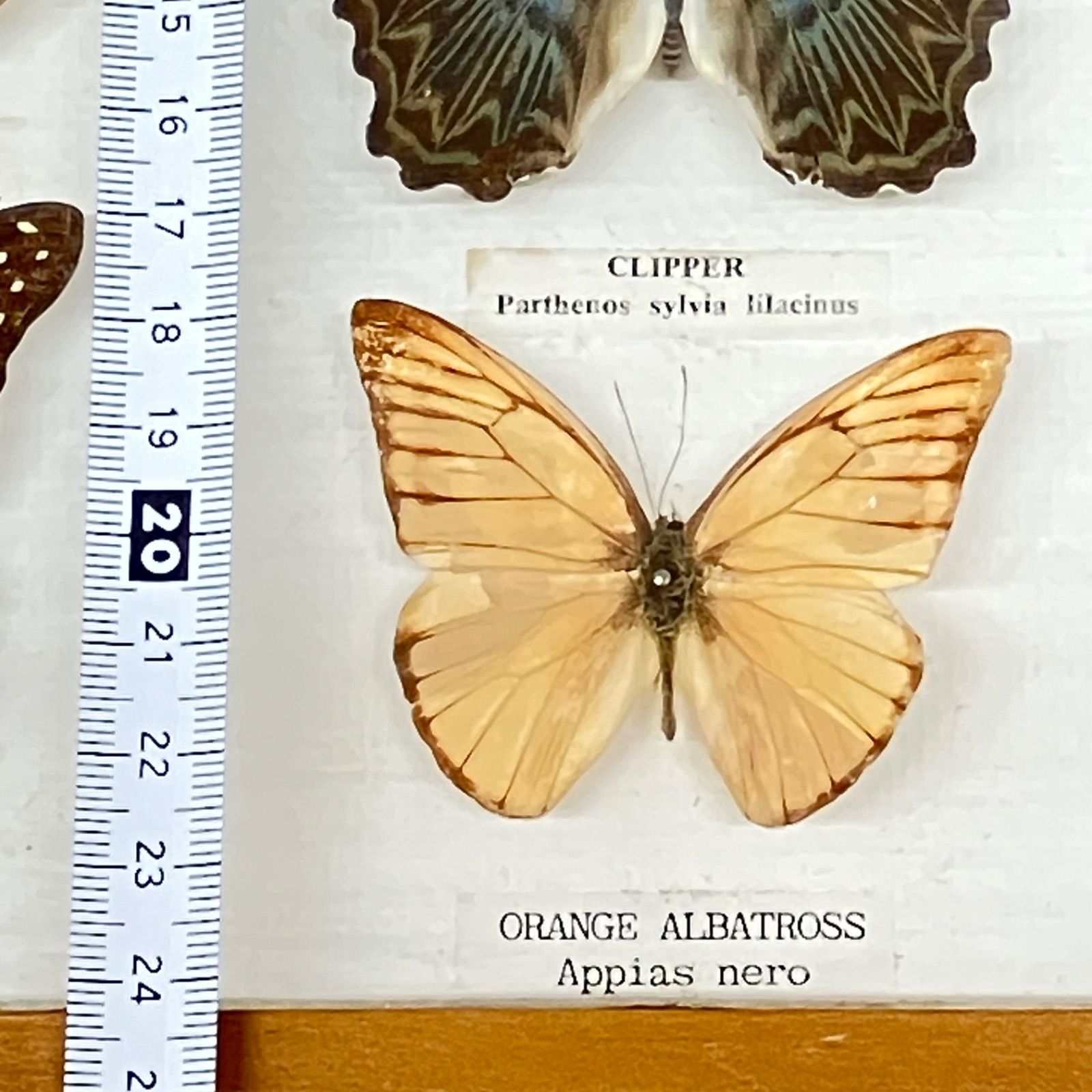 蝶 標本 9種類 クリッパー・オータムリーフ・ヒメシロオナガタイマイ