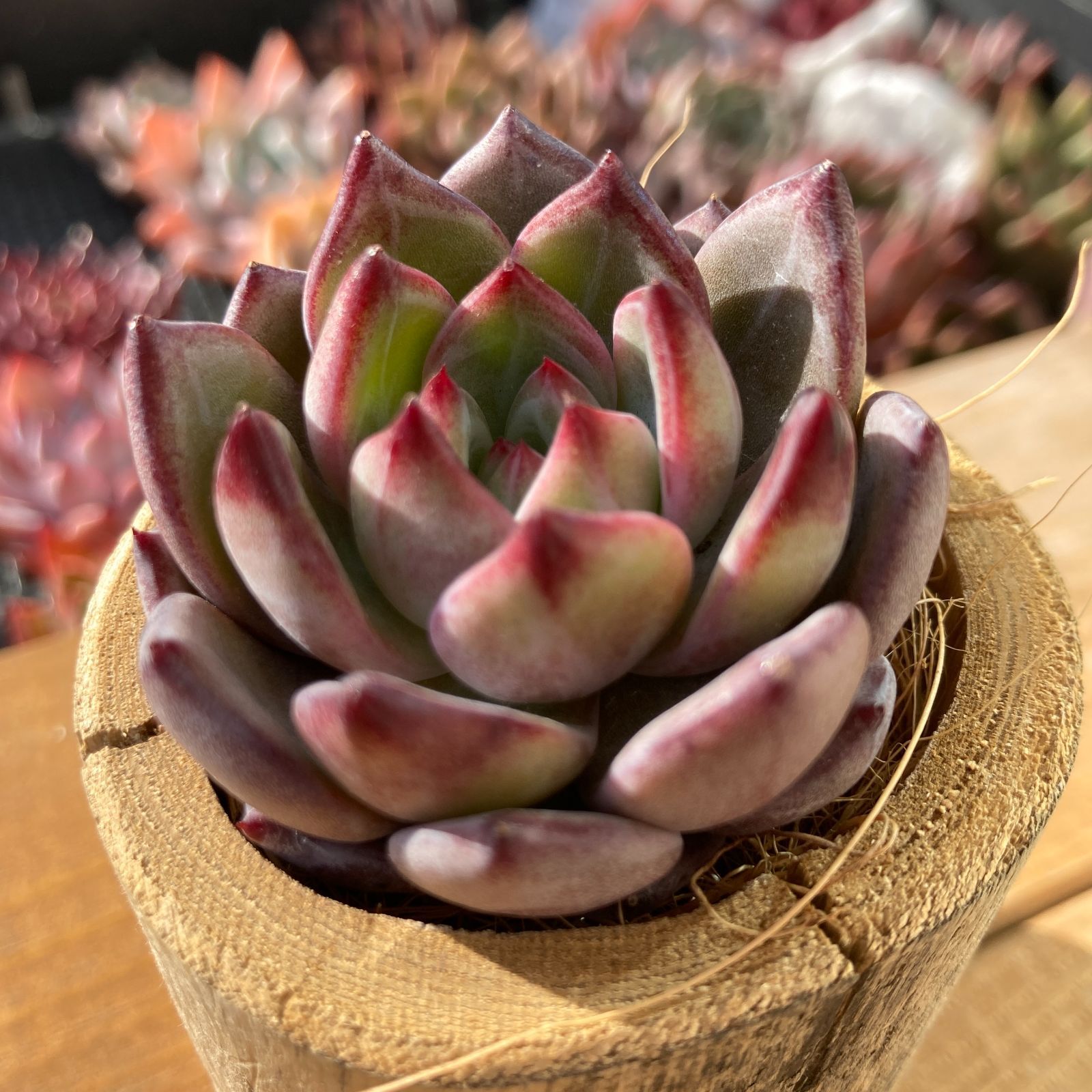 新入荷】エケべリア レッドソラ 多肉植物韓国苗【ポコ多肉
