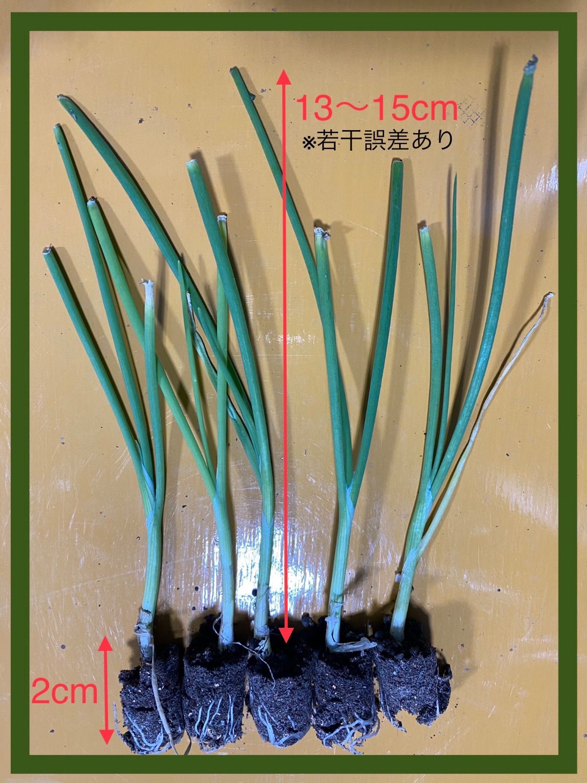 玉ねぎ苗 ネオアース 100本！期間限定販売 - メルカリ