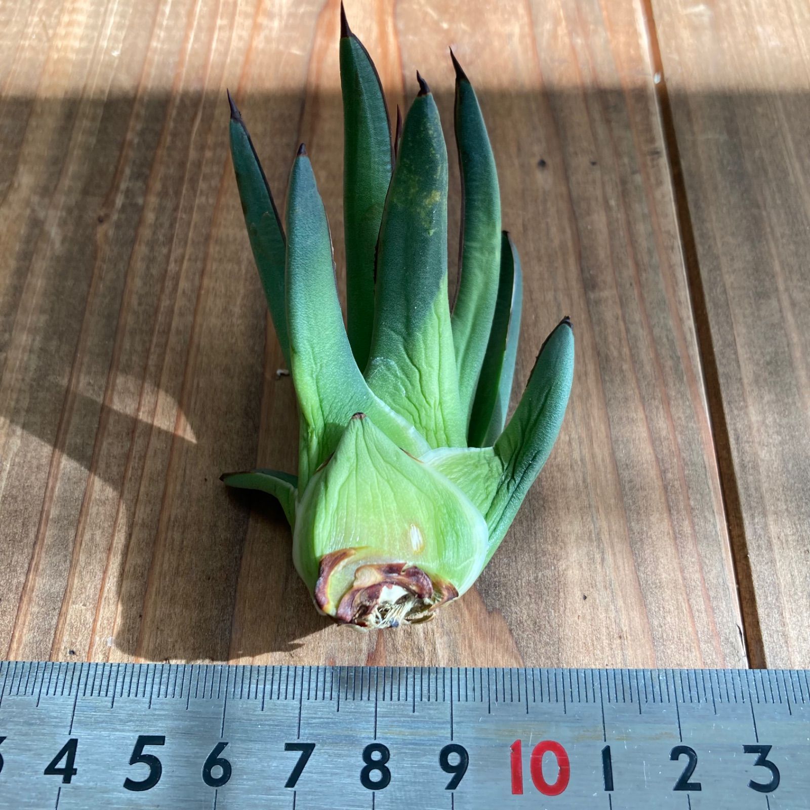 アガベ agave formosa 