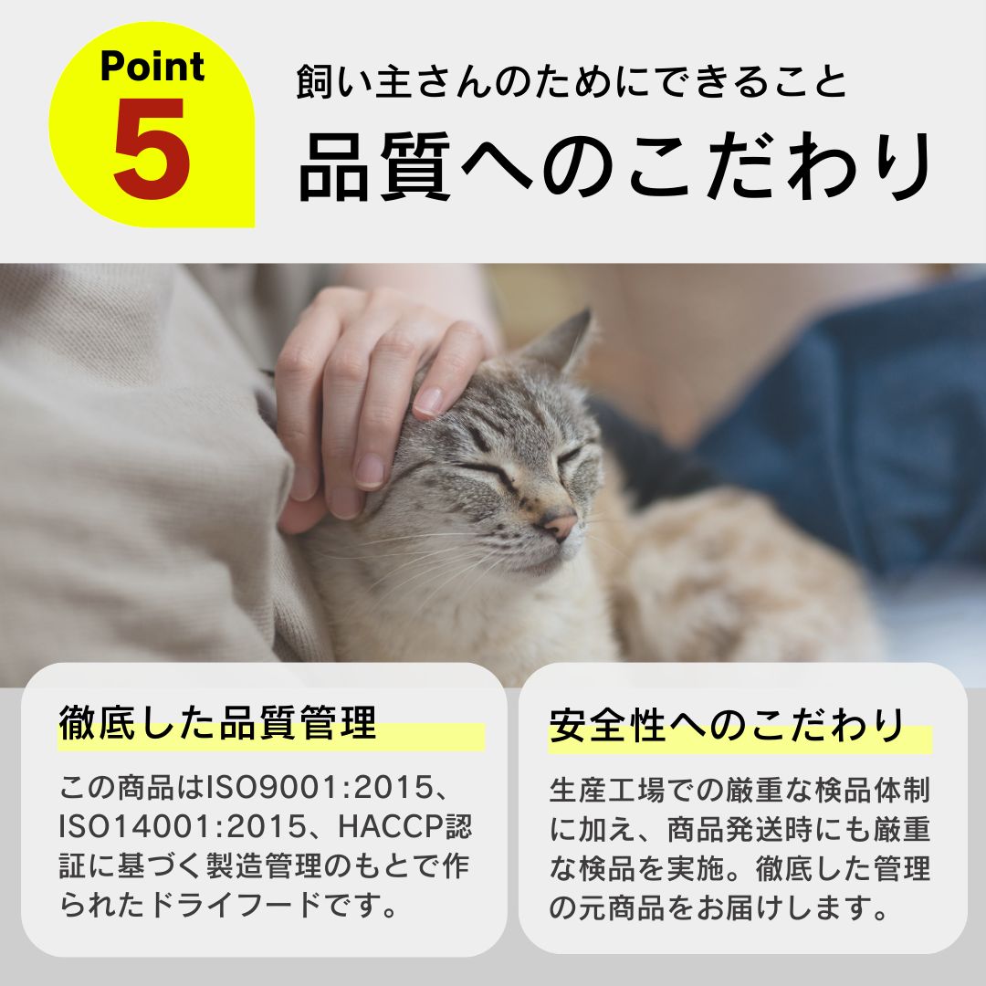 子猫 成猫