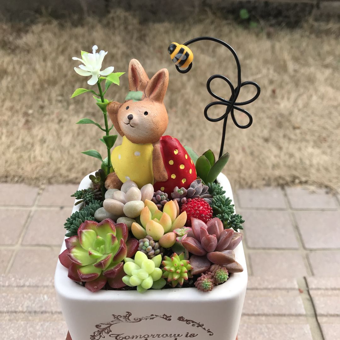 多肉寄せ植え✿うさぎさんの多肉畑 多肉植物 おしゃれ：セダム うさぎのかくれんぼ*幅10cm : 遊恵