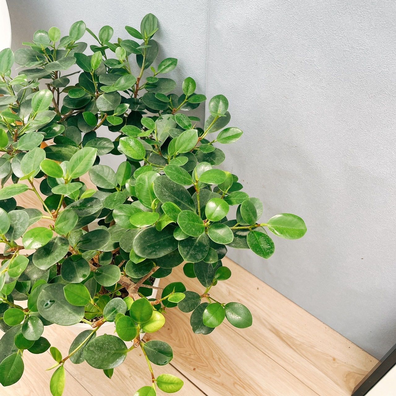 パンダガジュマル 曲がりタイプ ゴムの木 観葉植物 8号 001 パンダガジュマル 曲がりタイプ ゴムの木 観葉植物 8号 001