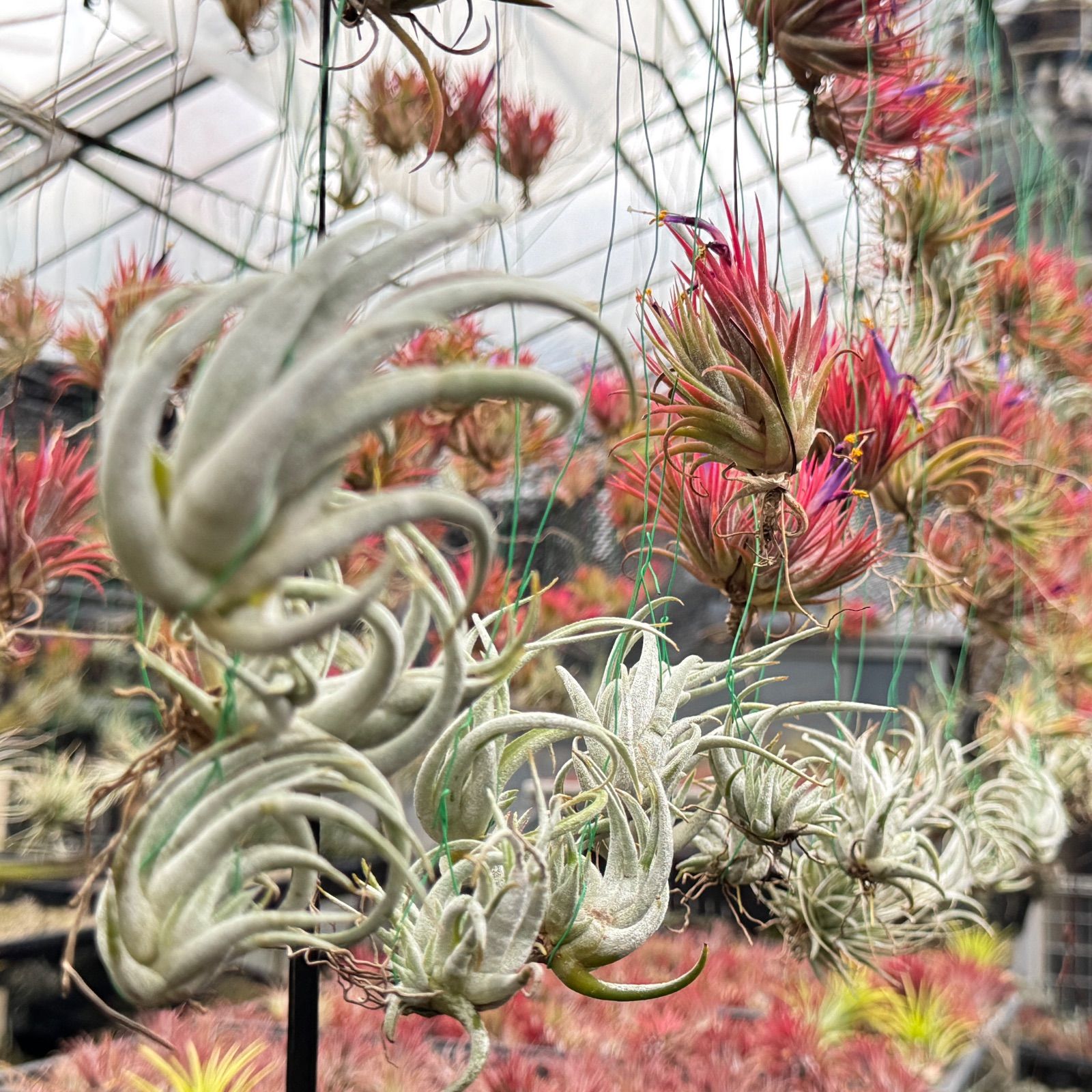 チランジア キセログラフィカ × ブラキカウロス Tillandsia