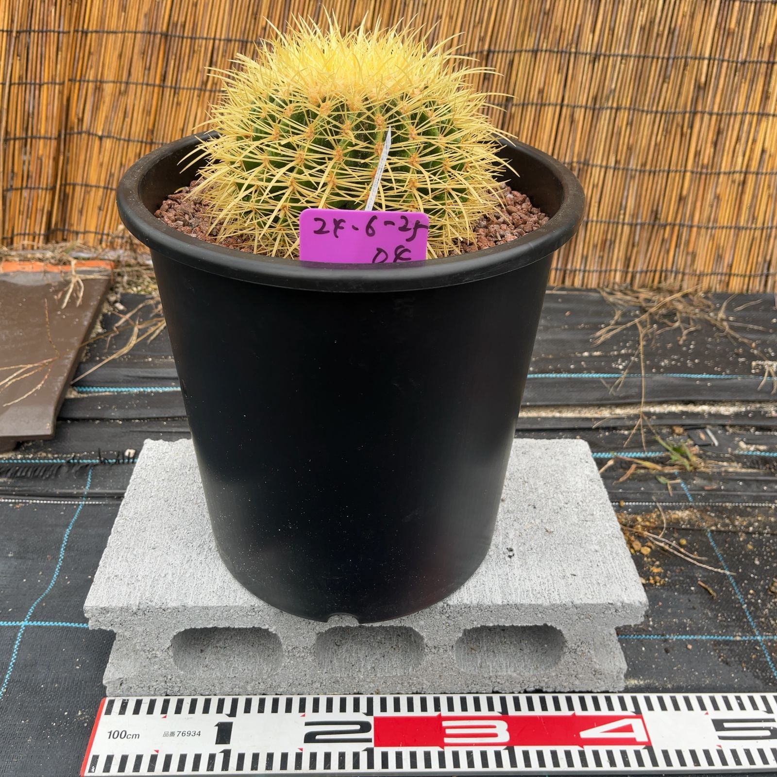 鉢ごと発送】サボテンの王様！金色サボテン / 金鯱（キンシャチ）Golden barrel cactus / 8号 黒鉢【現品】M24-6-25-4  - メルカリ