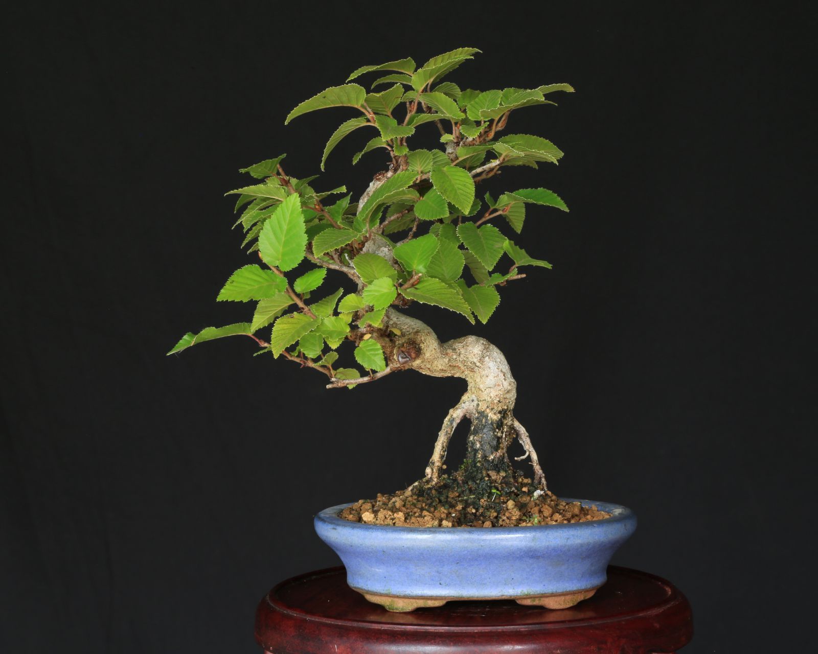 優良葉性 インテリア