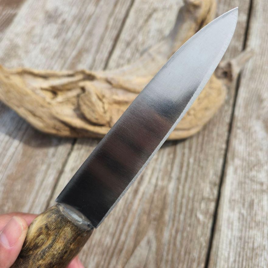 虹彩珊瑚のマキリ ペルシアンターコイズ