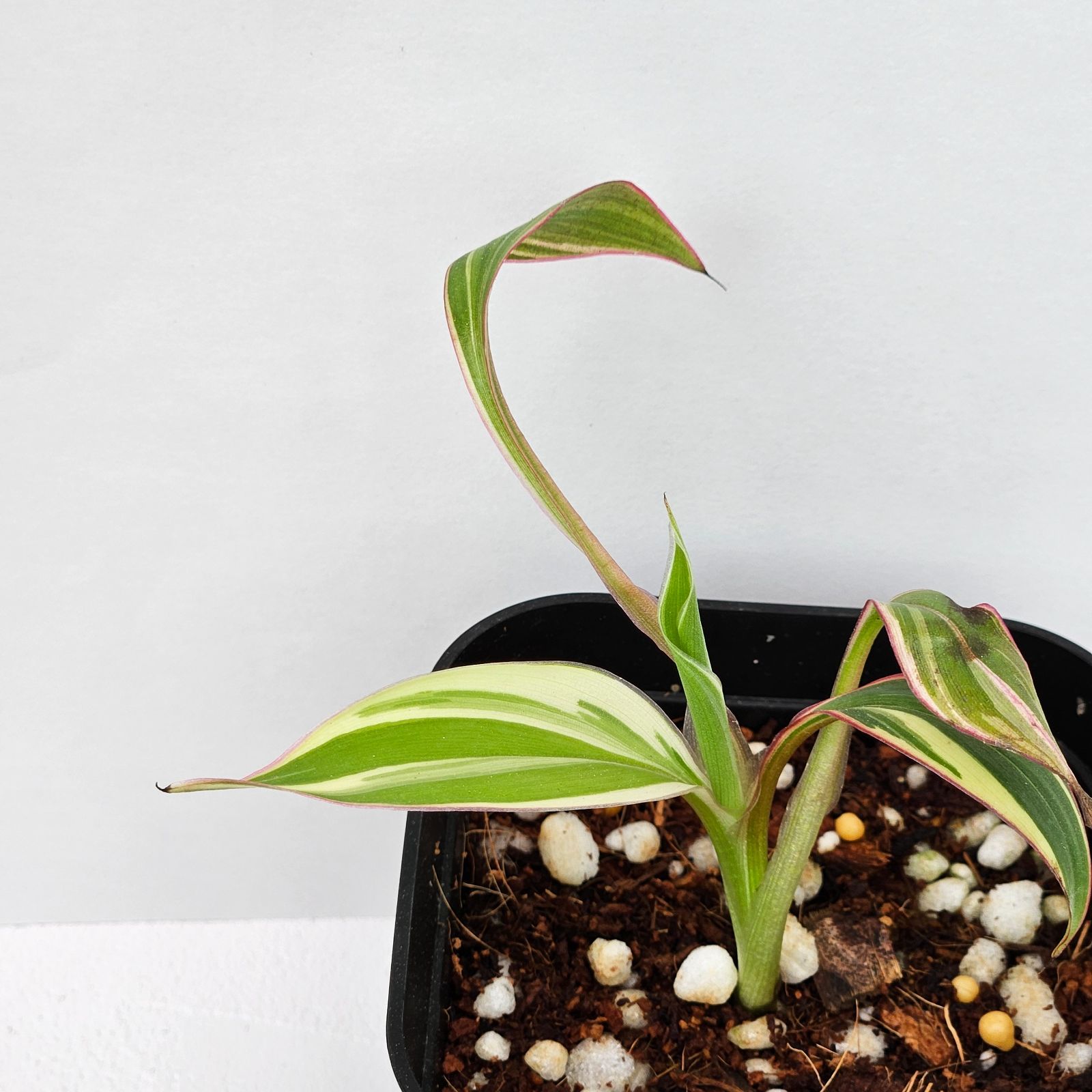 ムサ·ノノ·バナナ》Musa Nono Banana Variegated ピンク斑入り 観葉 