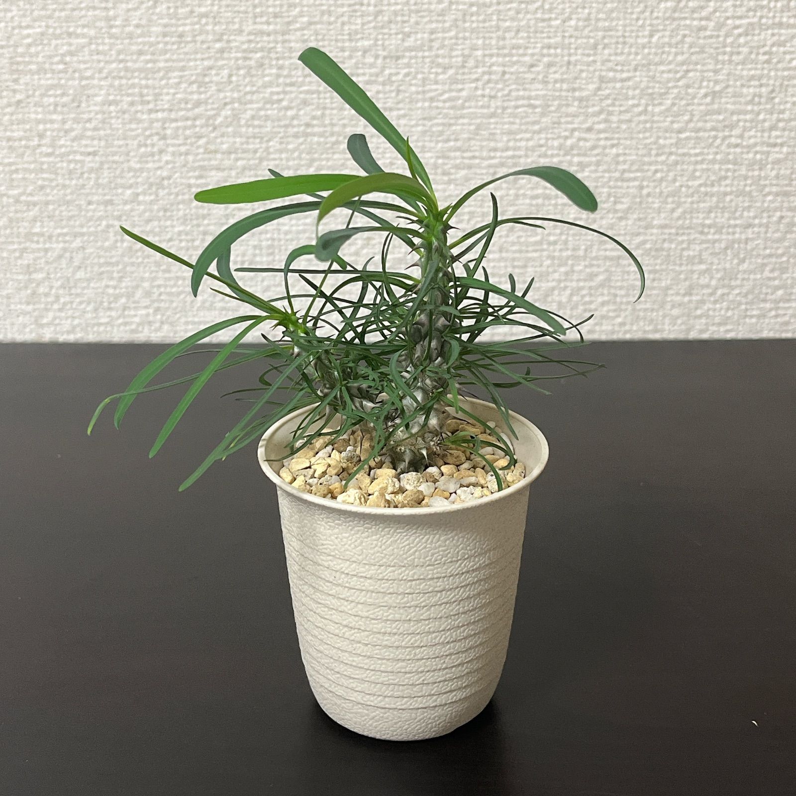 ユーフォルビア　ゴットレベイ　Euphorbia gottlebei