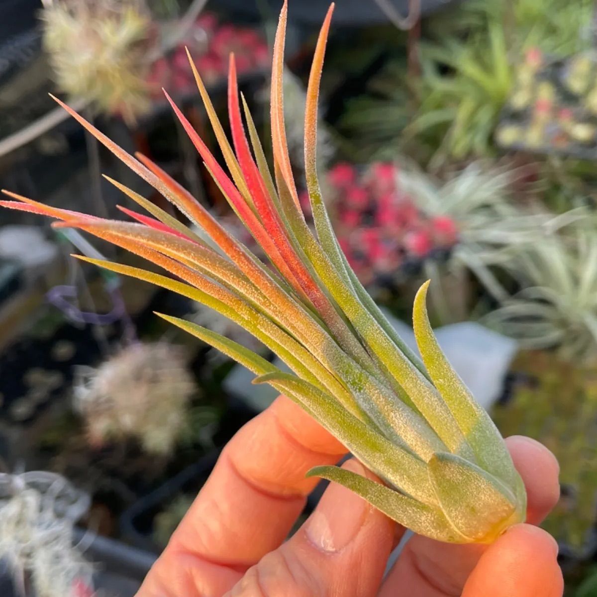 チランジア イオナンタ トールベルベット Tillandsia ionantha Tall