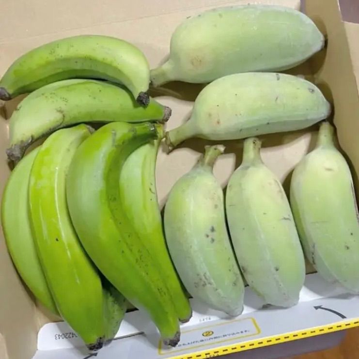 魅力的な価格 特価 沖縄本島北部産 台湾系島バナナ アップルバナナ の2種セット
