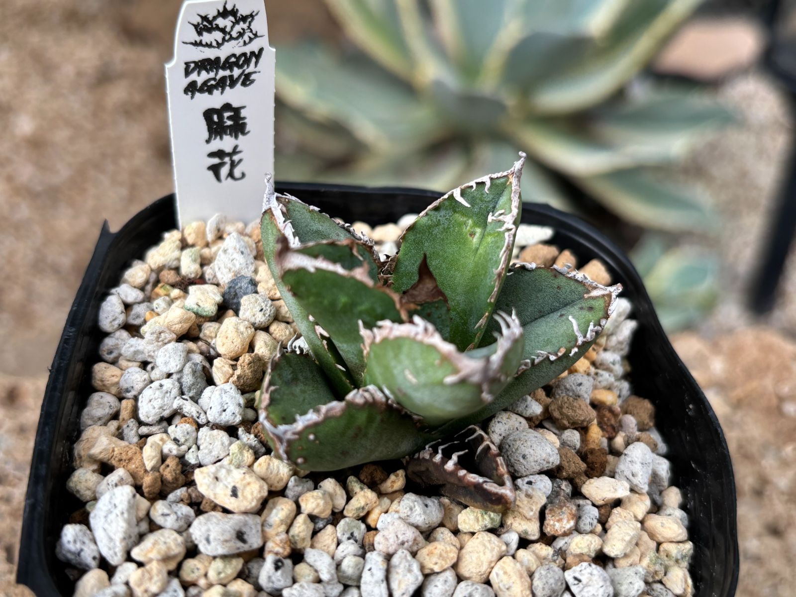 先着2点》アガベ チタノタ '麻花'（'麻花龍'）｜台湾アガベ