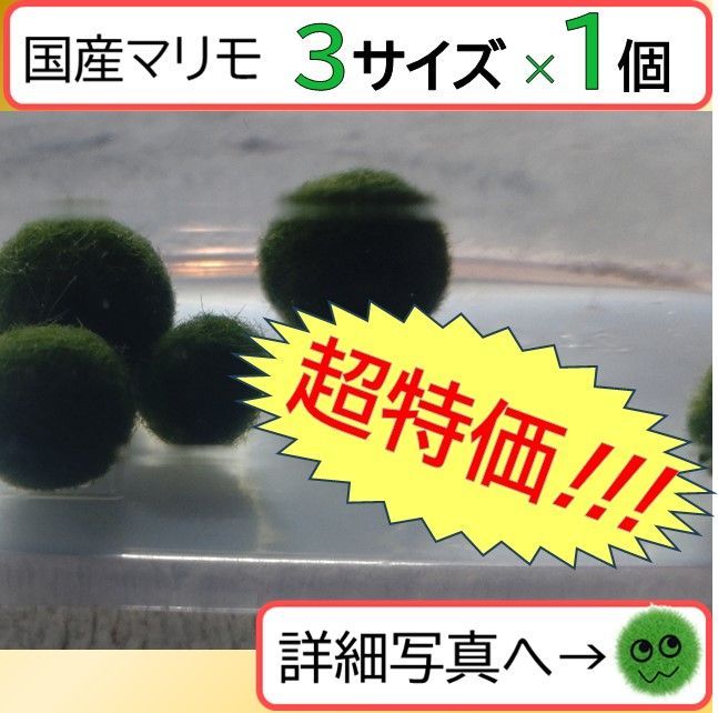 国産まりも各サイズ×1】超特価!!! 水草 アクアリウム 無農薬 - メルカリ