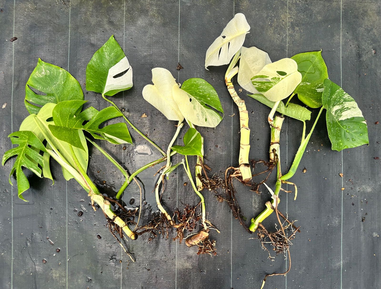 な 上茎 発根済み 斑入り モンステラ ホワイトタイガー Variegated monstera white tigerjing