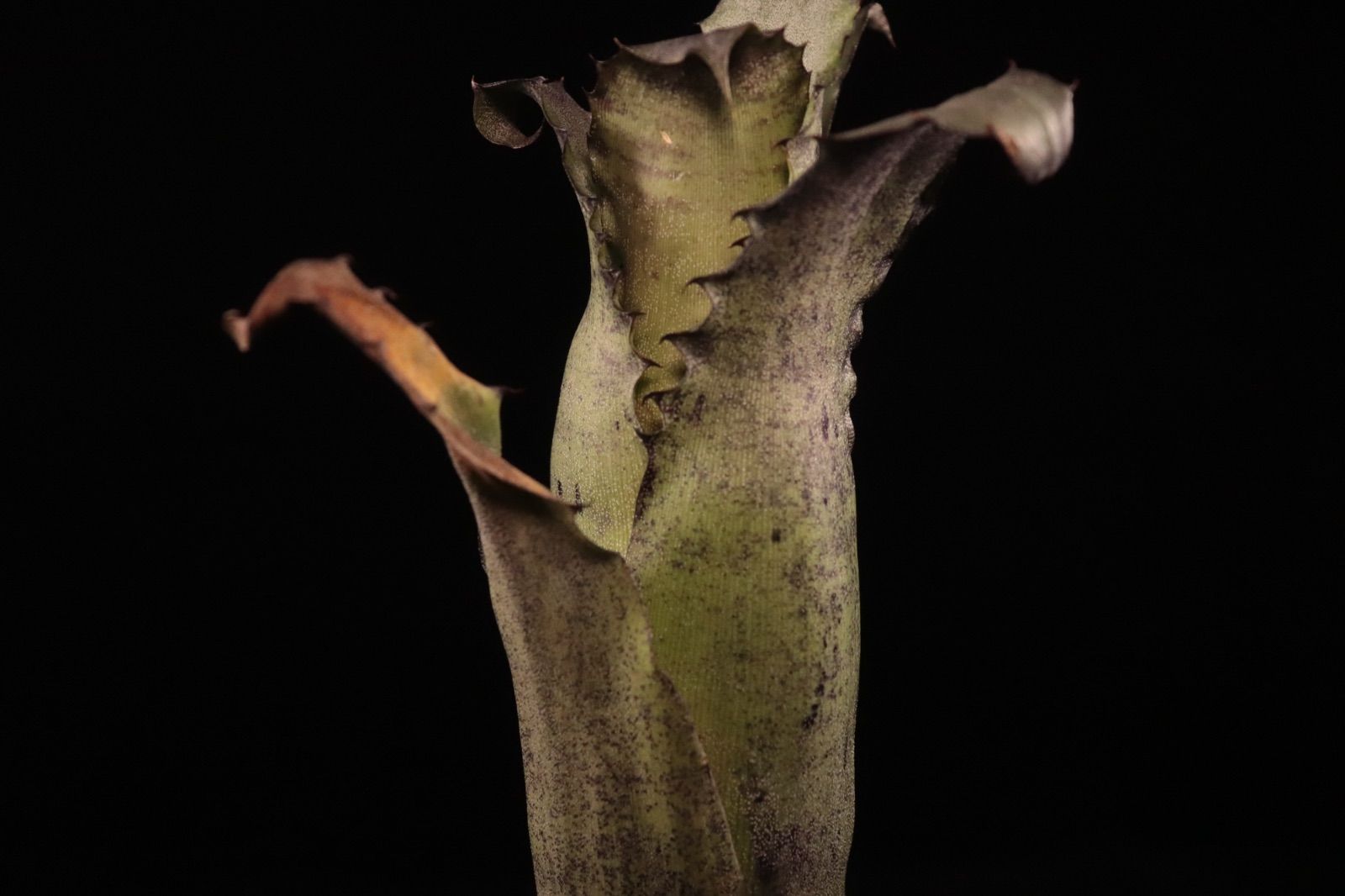 送料無料】Hohenbergia EB #2023〔ホヘンベルギア〕現品発送H205