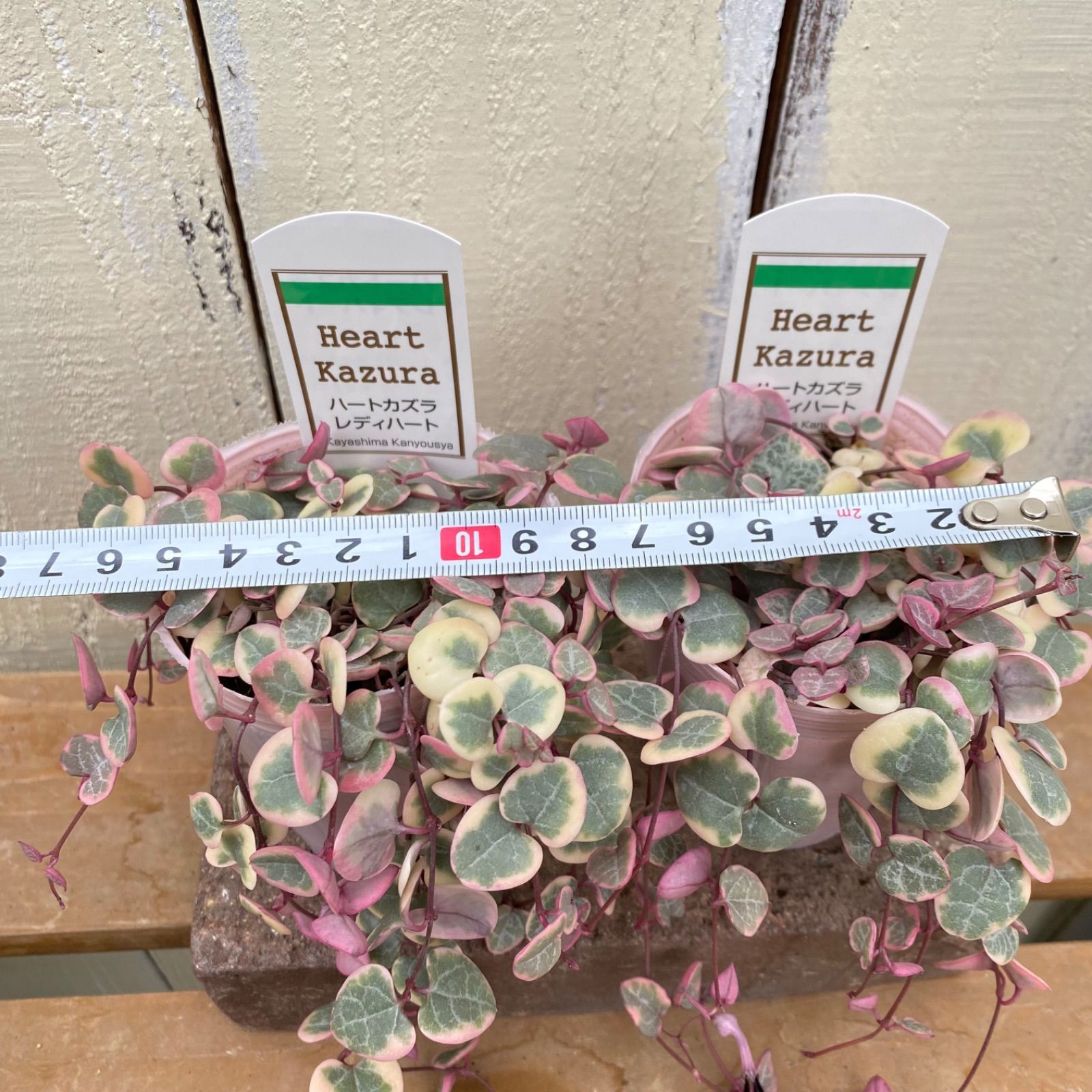 ハートカズラ 6.7.8 ハートカズラ ツリー仕立て 4号 の通販 | 園芸ネット