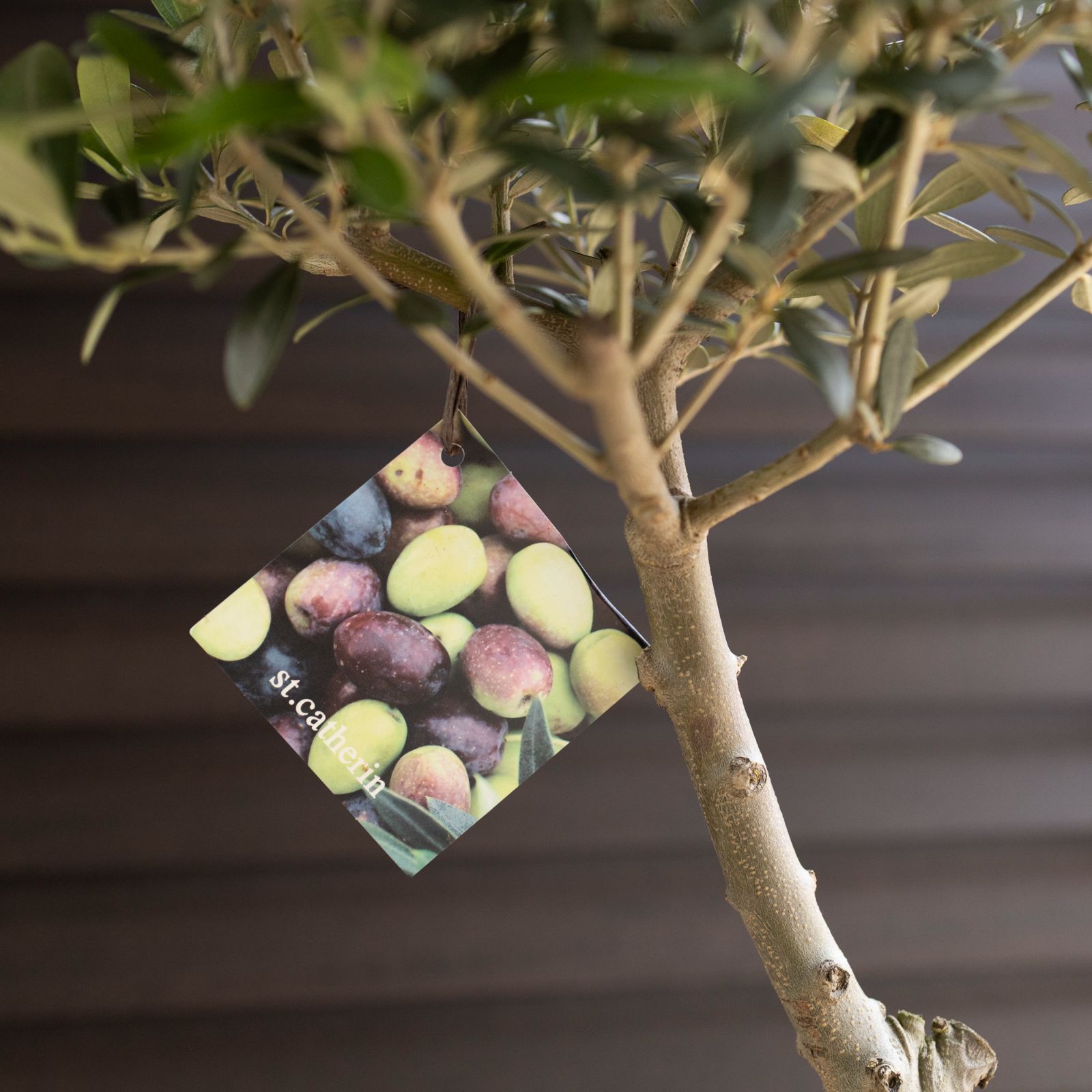 創樹 オリーブ Olive セントキャサリン 6号 陶器鉢 盆栽 SOUJU St