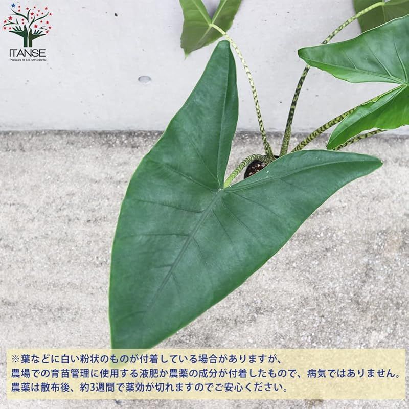 アマゾニカ アロカシア