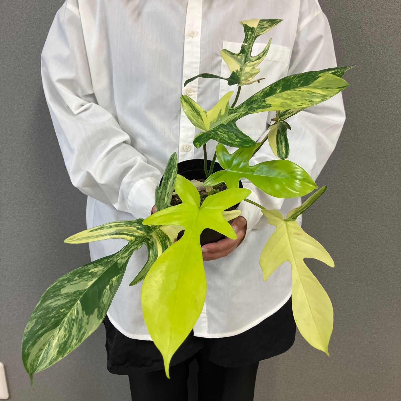 観葉植物 超希少❗️美斑❗️フィロデンドロン フロリダビューティー✨