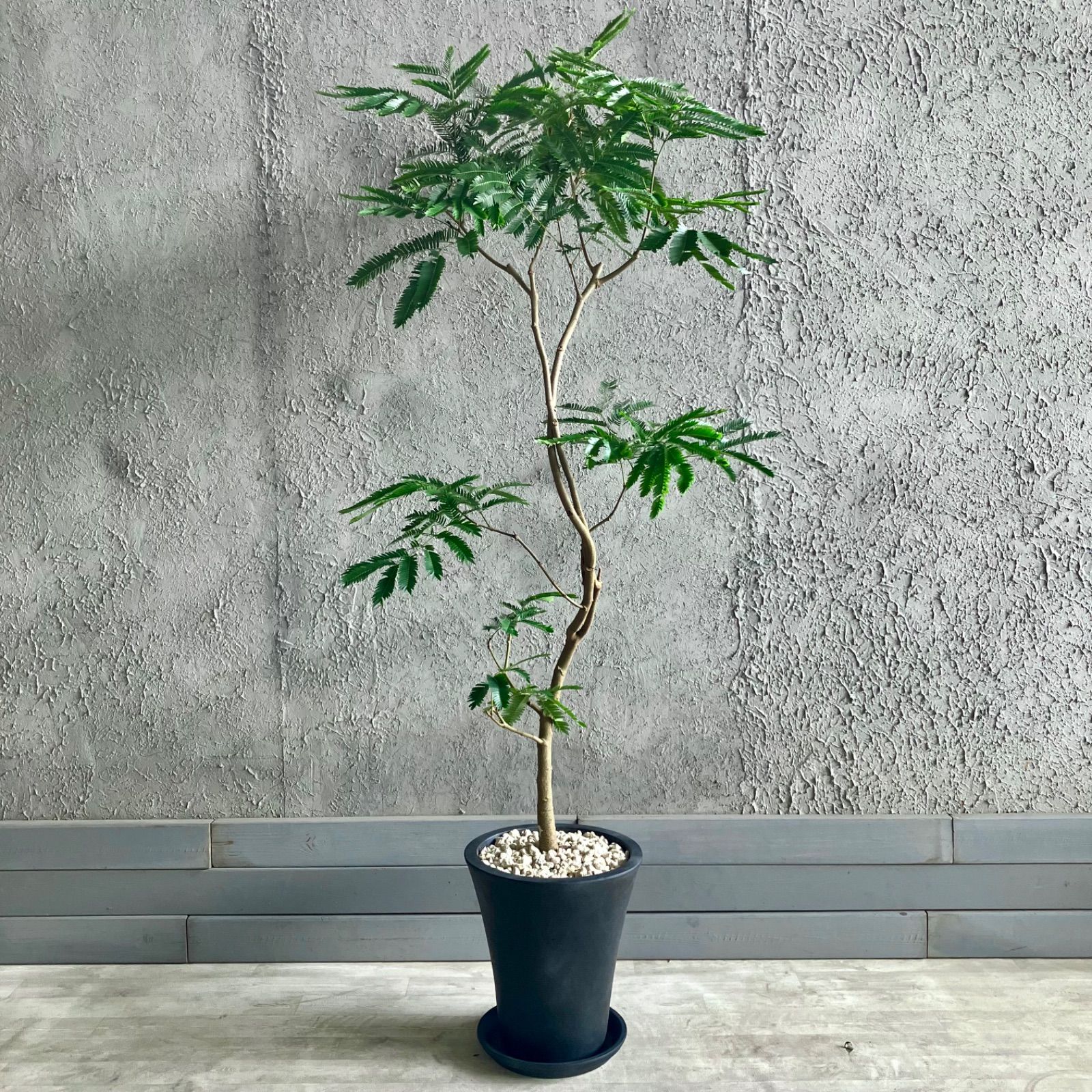 楽天市場】ガジュマル（超幹太：大型） ウッド風 ペイント 陶器鉢 L