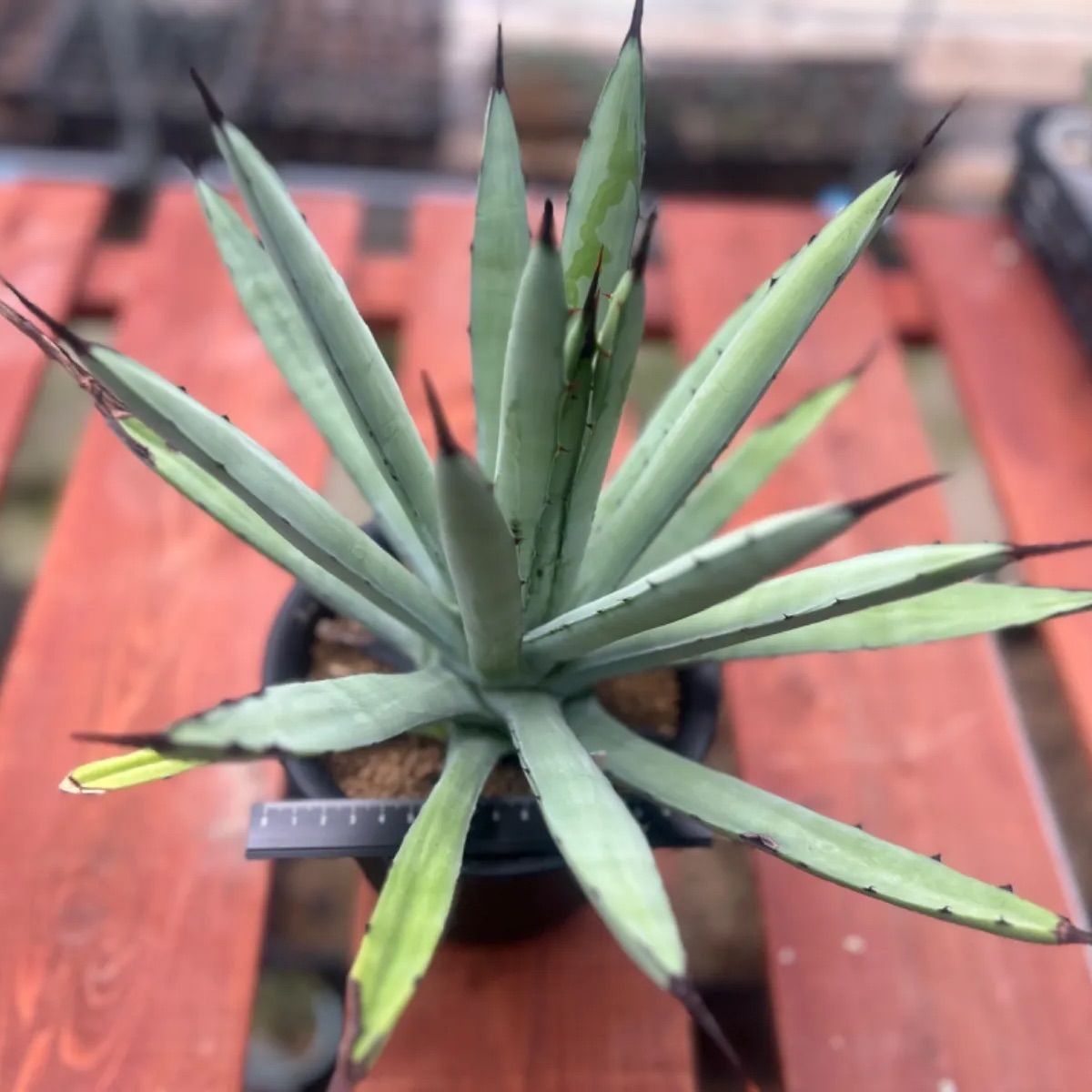 Amazon | 三基商事/ミキプルーン ミキ バイオC(粒タイプ) 120g