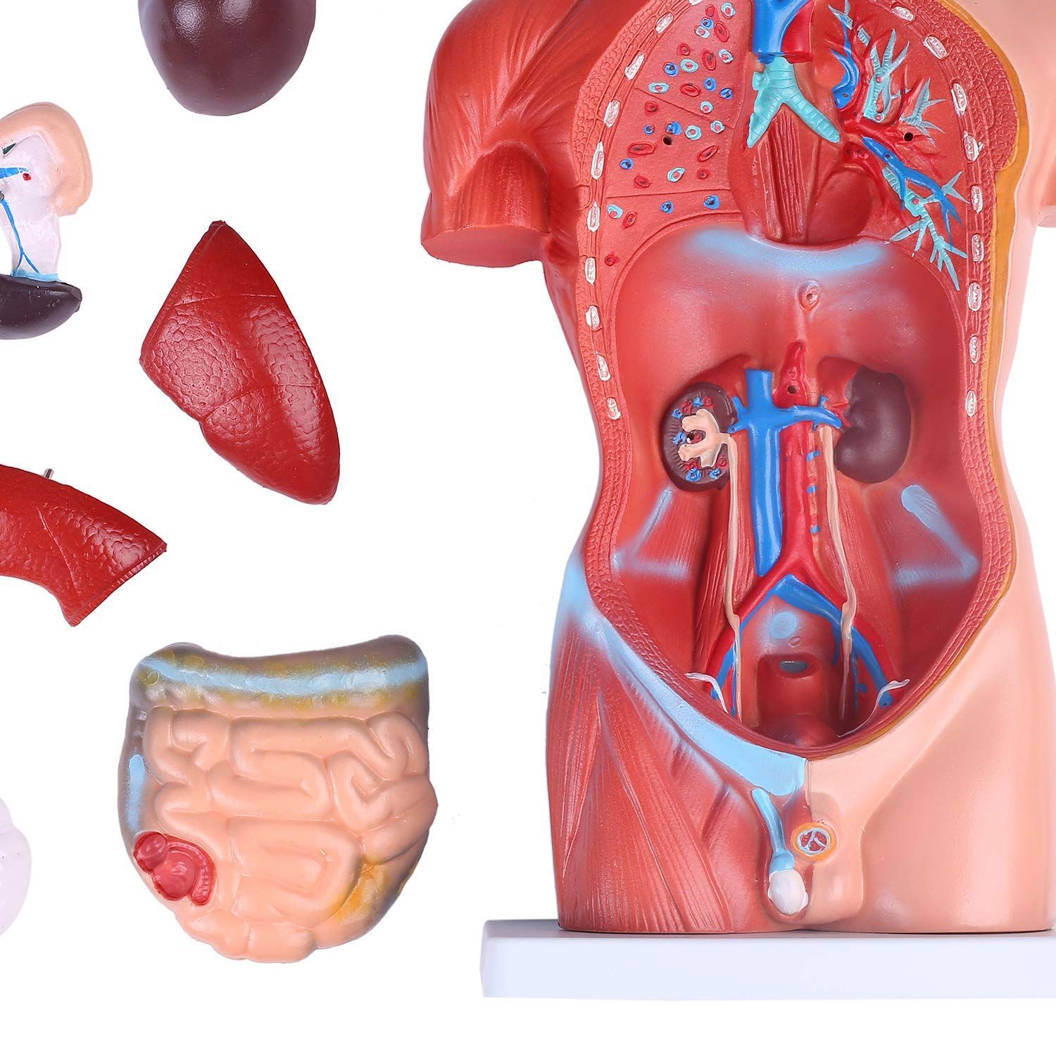 人気商品】[JUEKO]人体模型 [男性モデル リアルタイプ 44㎝] 解剖