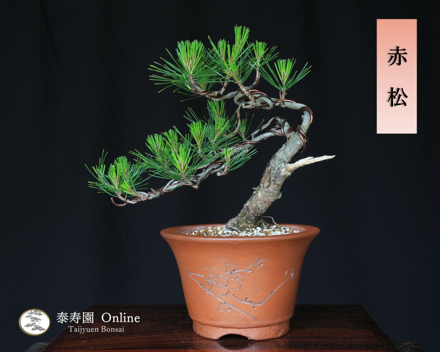 赤松 小品盆栽 泰寿園 Online 現品 松 盆栽 五葉松 松柏 室内 鑑賞 趣味 卓上盆栽 盆栽鉢 グリーン 和 ギフト プレゼント 贈答品 ミニ盆栽 誕生日 母の日 父の日 敬老の日 記念日 お祝い インテリア 黒松 観葉植物 6