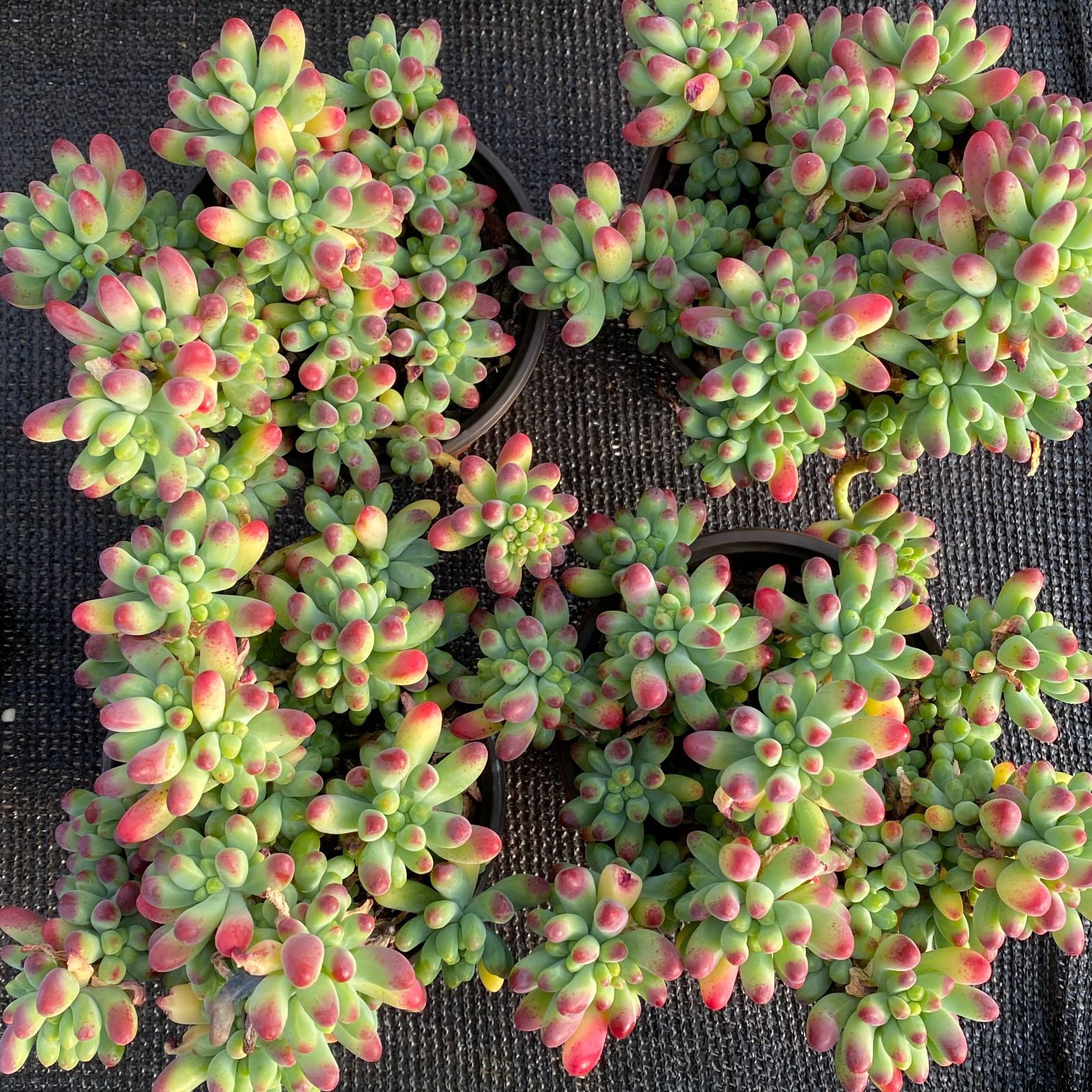 W603 乙女心 土鉢付き 49鉢 多肉植物 エケベリア 韓国苗