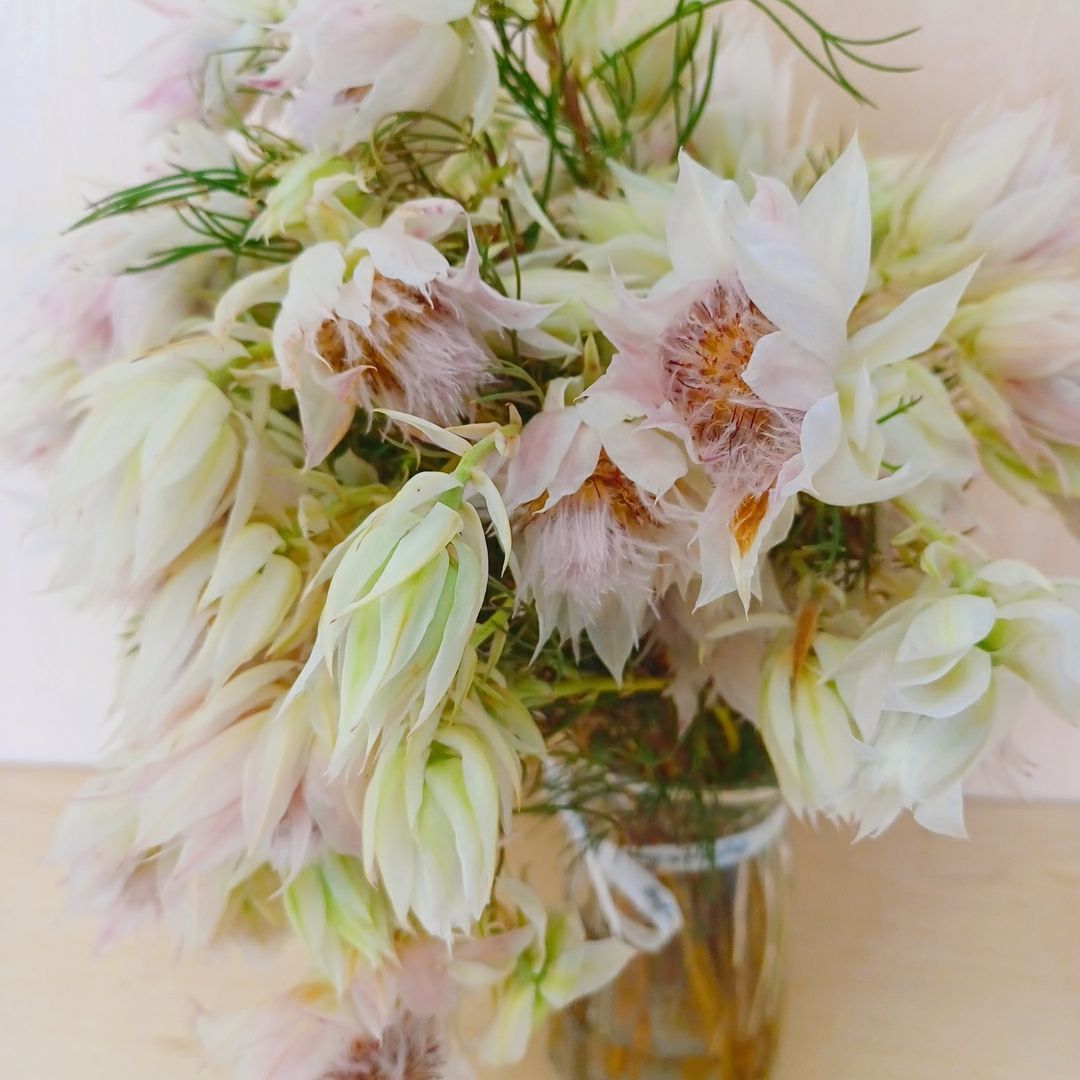 ドライフラワー☆パンパスふわふわ大きめフライングボール