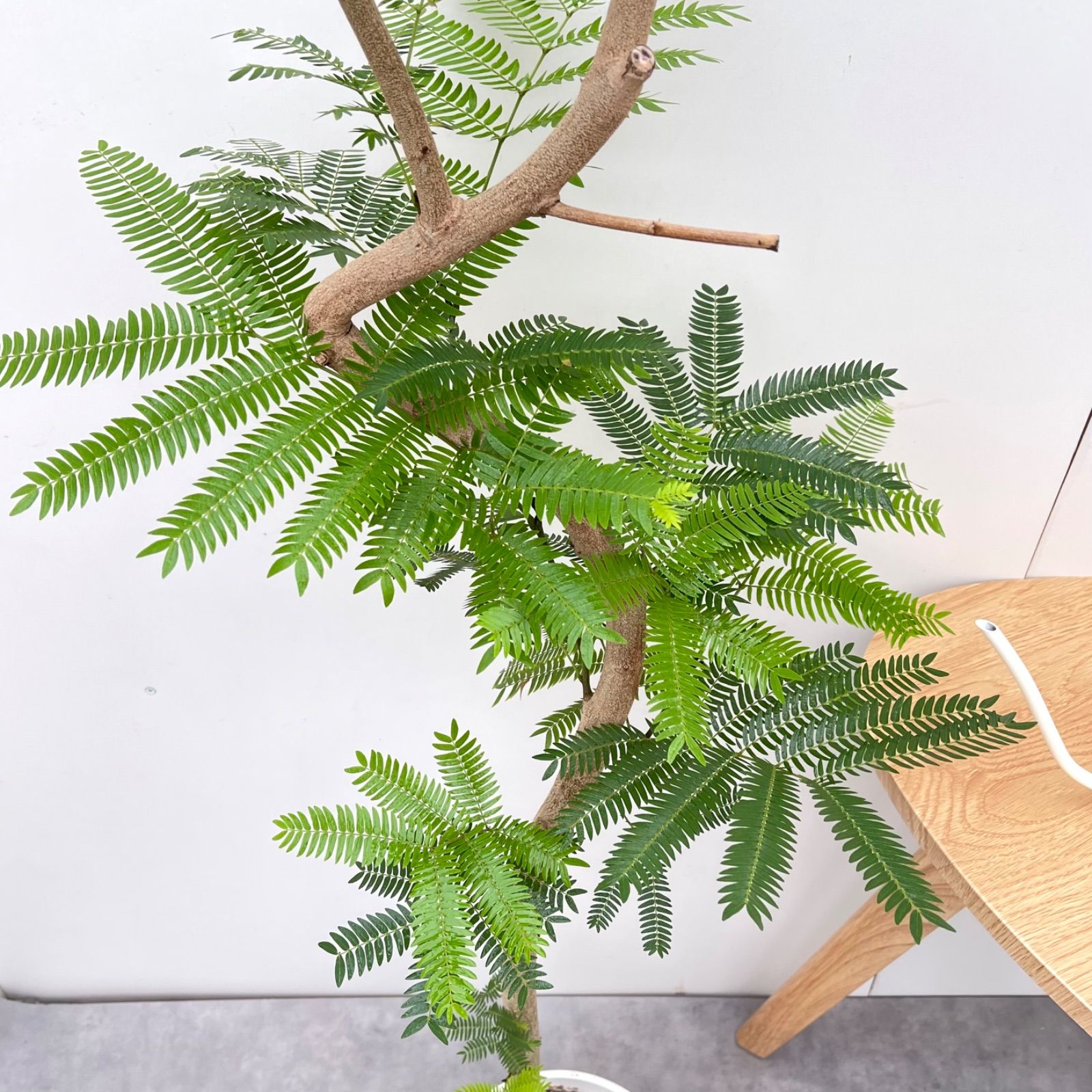 エバーフレッシュ　観葉植物　曲がり　7号　約100センチ エバーフレッシュ 曲がり 5【現品】観葉植物 室内 7号 - メルカリ