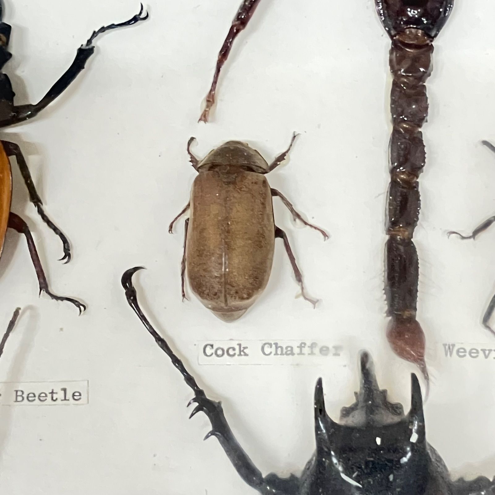 サソリ サイカブトオニツヤクワガタ