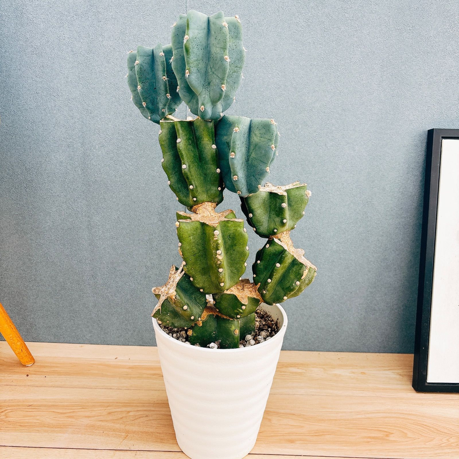 現品］N2 柱サボテン 鬼面角 ブランチ 7号 観葉植物 室内 大型 多肉