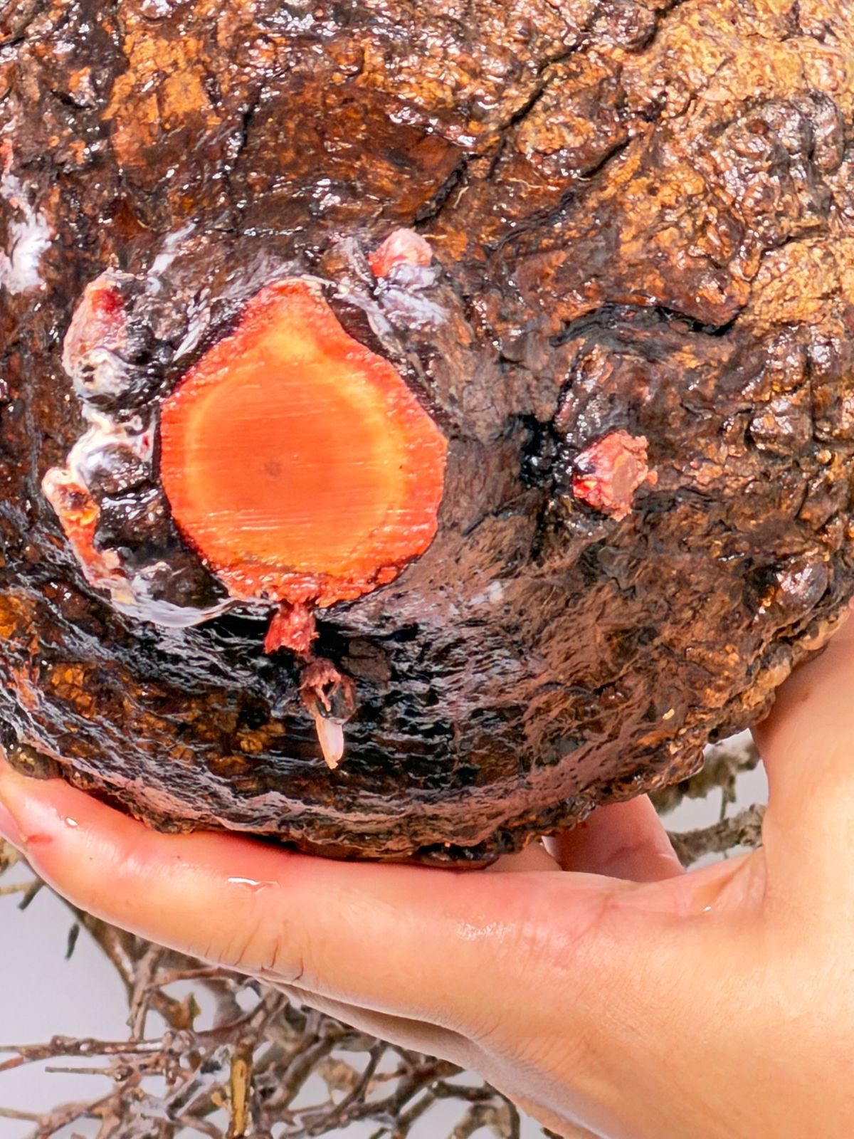 パキプス コーデックス