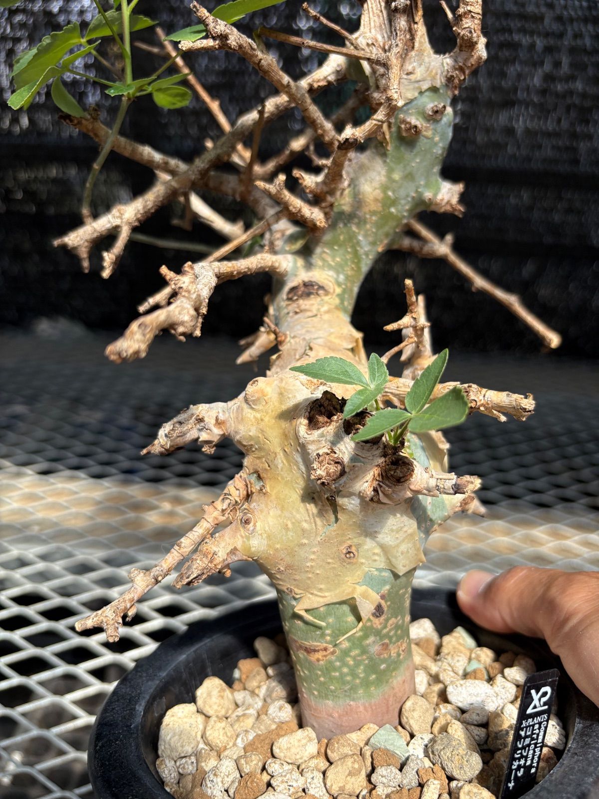 コミフォラアフリカーナ 現品】【発根済】コミフォラ・アフリカーナ 8