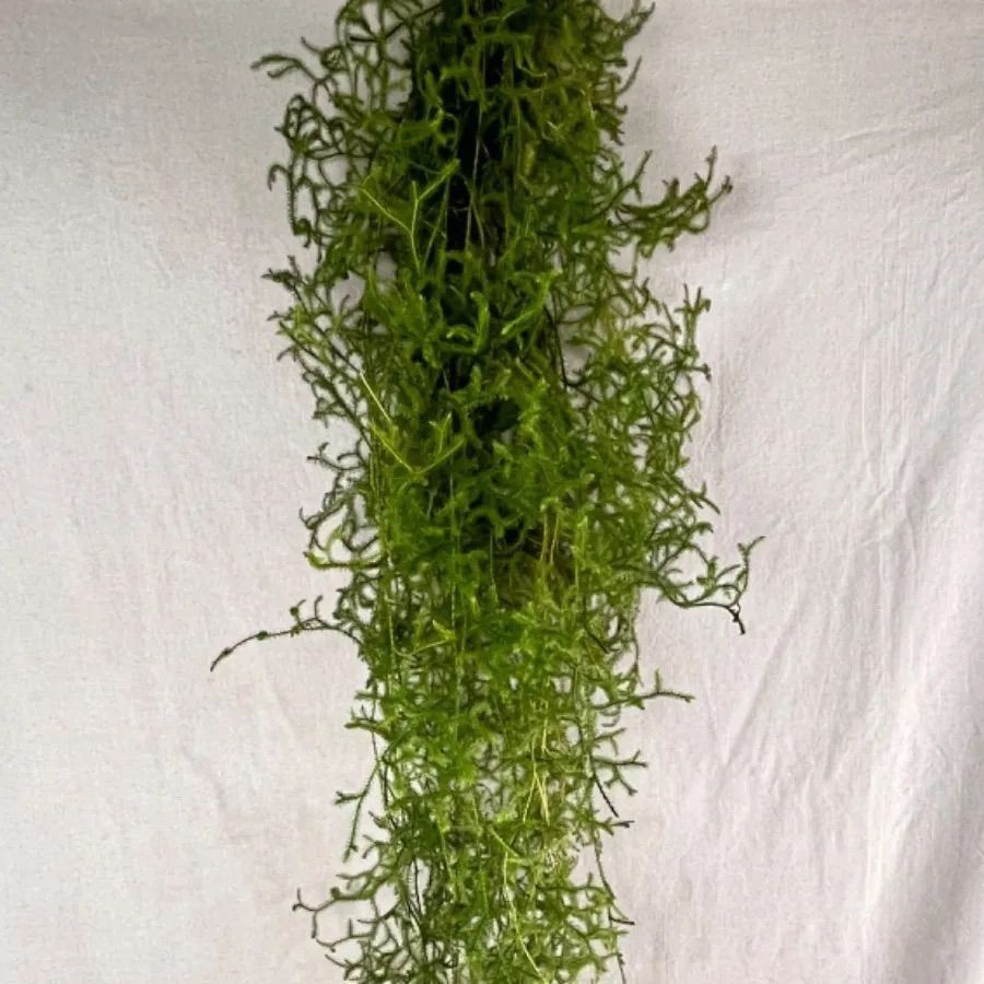 花材ꕤヒカゲノカズラꕤフレッシュ 大容量80サイズ 花材ꕤヒカゲノカズラꕤフレッシュ 大容量80サイズ