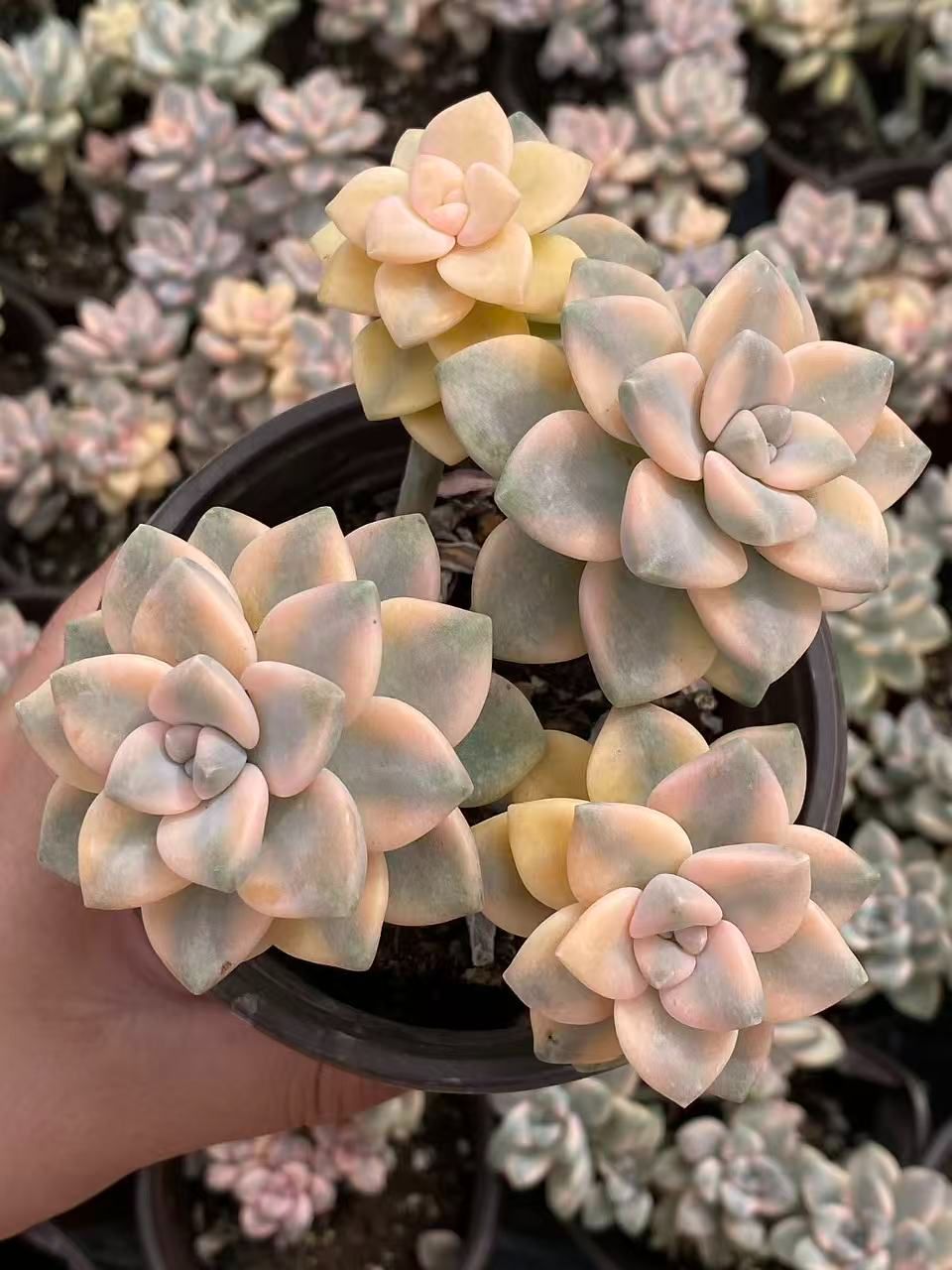 新入荷 ショウカイラ C6004×105苗 土付き 多肉植物 詰め合わせ