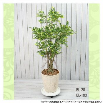ベニーズ