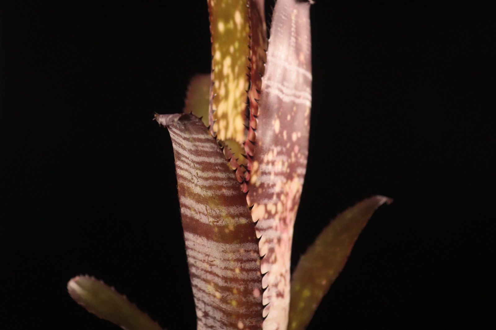 Billbergia 'Berry Blast'〔ビルベルギア〕現品発送B301 送料無料】Billbergia 'Berry Blast'〔ビルベルギア〕現品発送B301